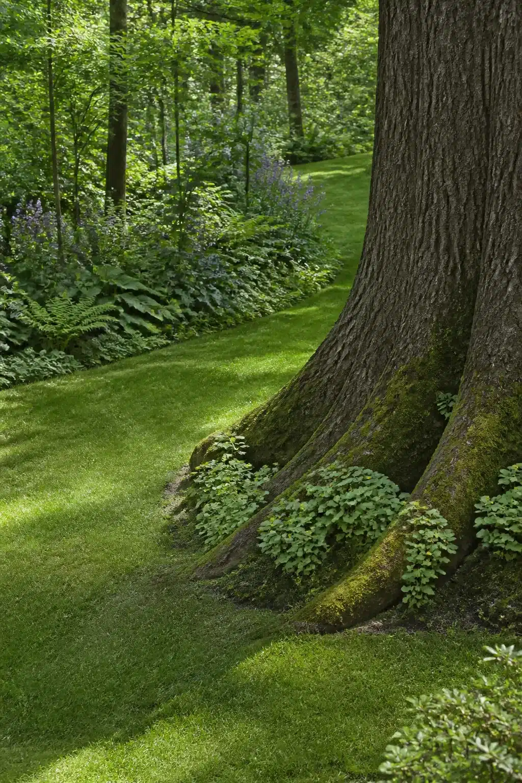 Woodland garden with lawn flowing around moss-covered tree roots and clover ground cover — Woodland Gardens With Lawns
