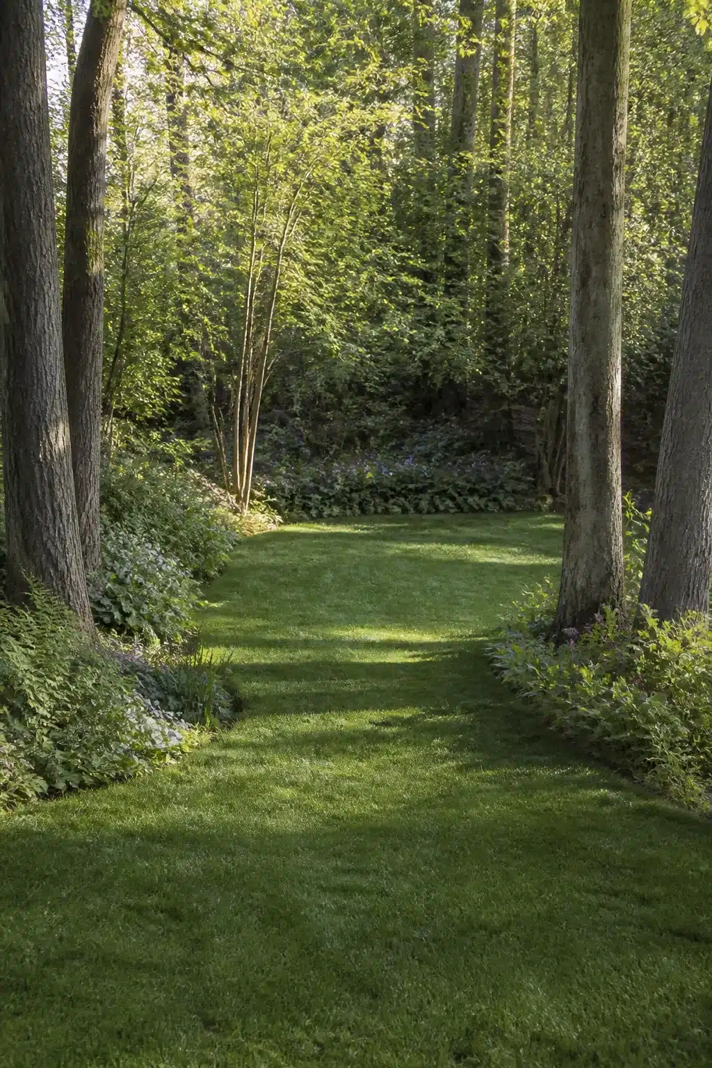 Tall hardwood trunks framing a shaded lawn corridor in a woodland garden with lawn and lush shade planting.