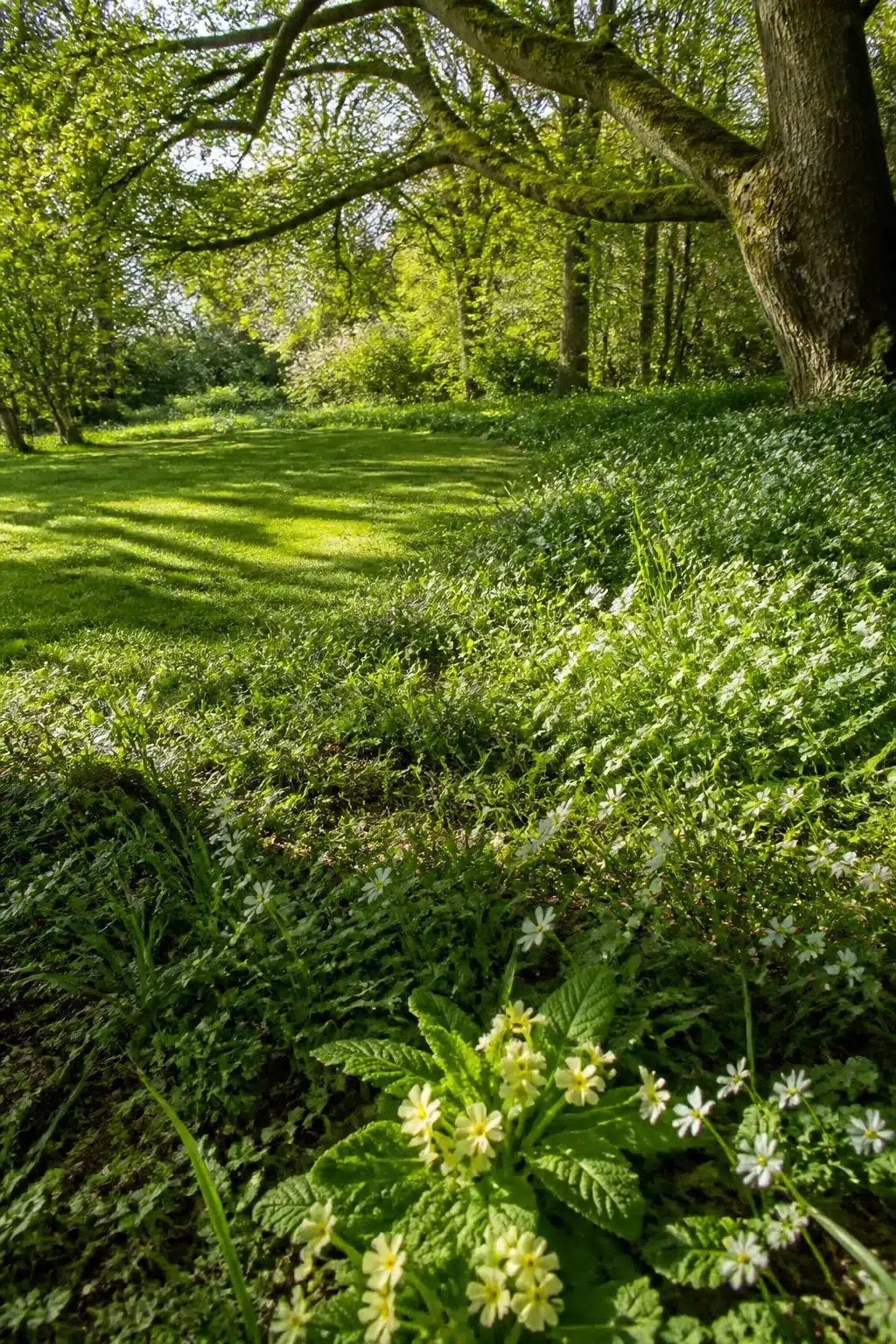White wildflowers fringing a mown lawn beneath an oak canopy in a woodland garden with lawns