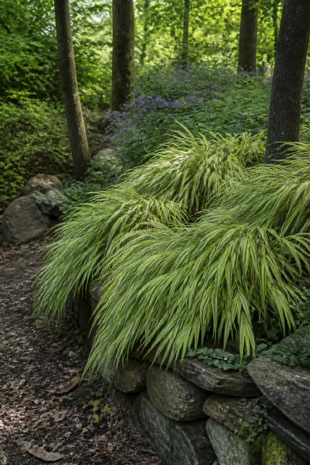 Japanese forest grass cascading over a dry-stacked stone wall in a woodland garden without ferns, dappled shade.