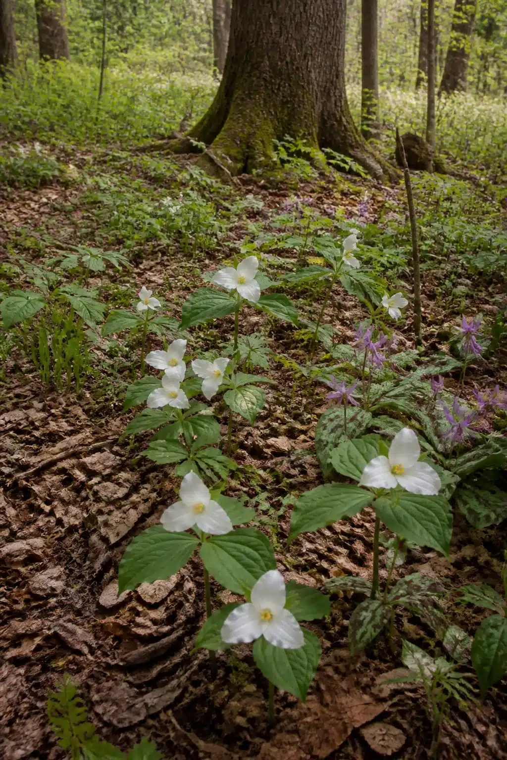 White trillium naturalized in leaf litter beneath hardwood trees — woodland garden without ferns in dappled shade