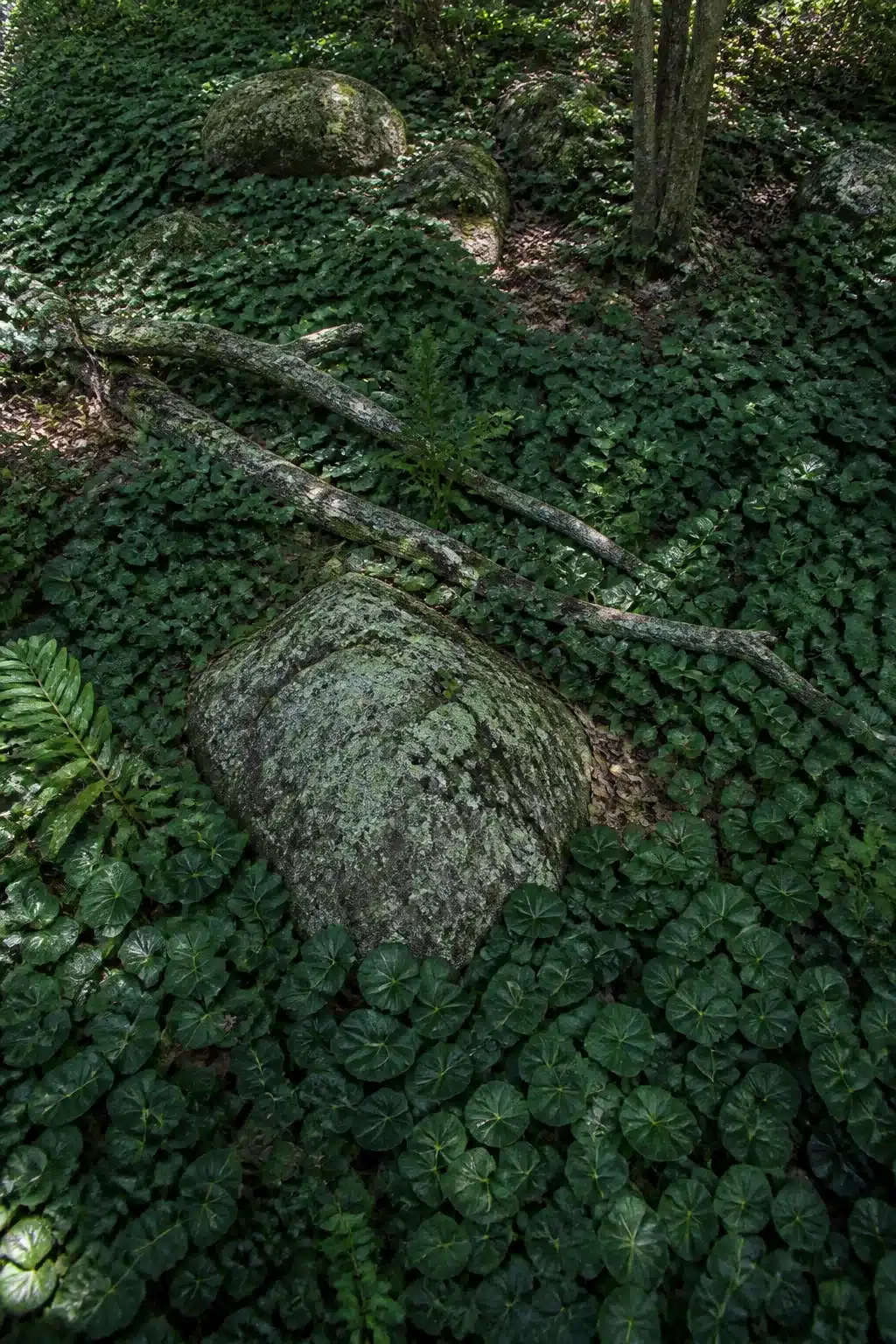 Wild ginger groundcover with mossy boulders in a dappled-light woodland garden without ferns