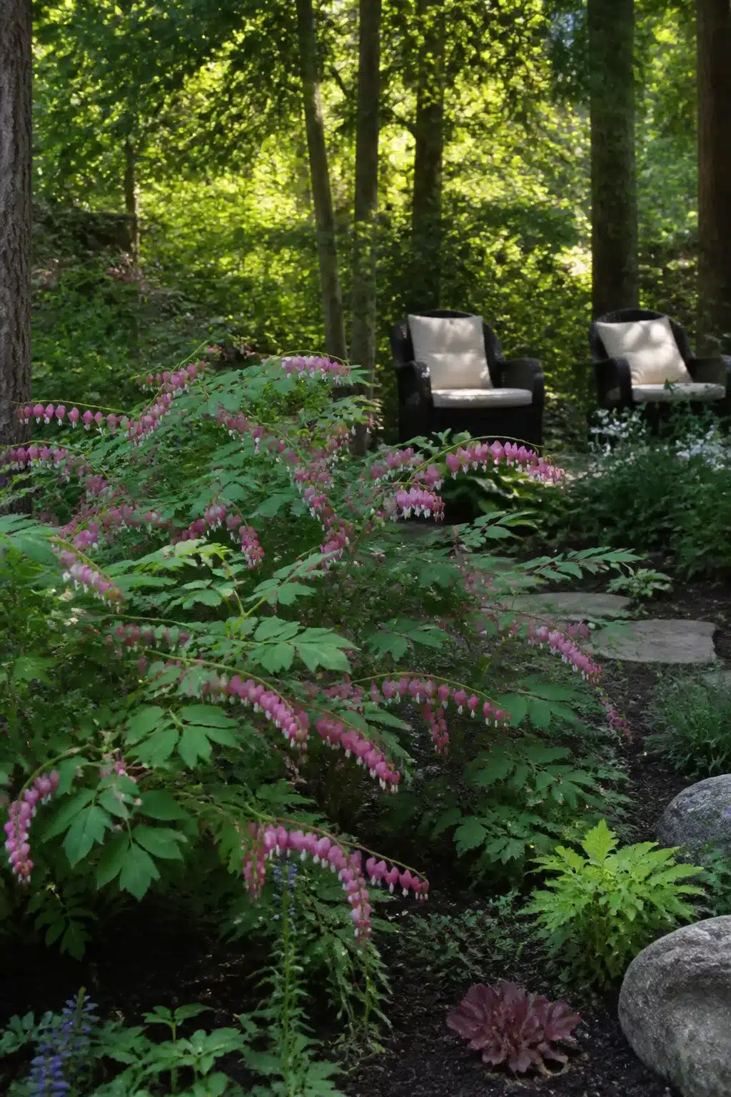 Bleeding heart arching over dark mulch in a dappled-light woodland garden without ferns, with seating beyond.