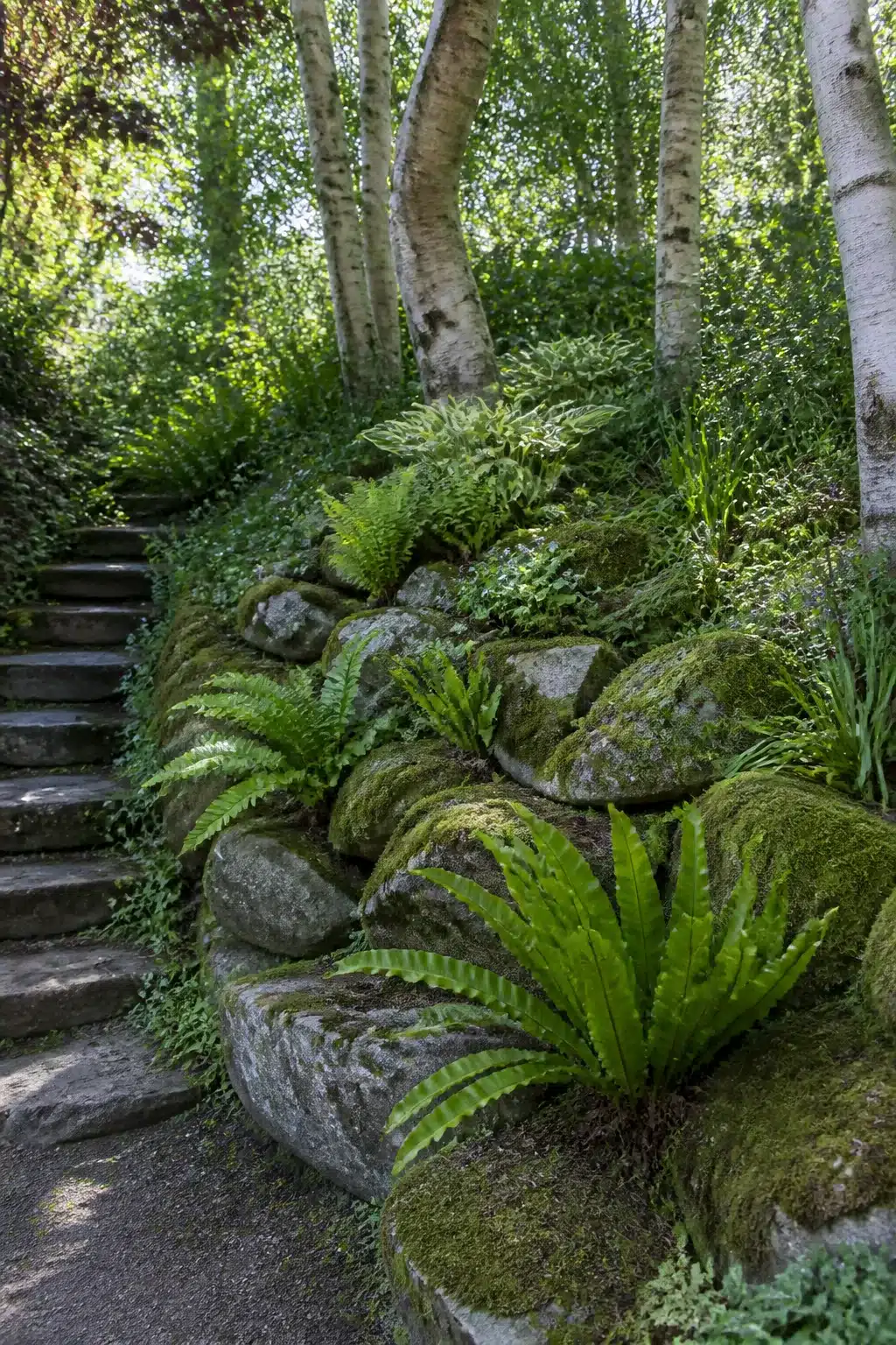 Moss-covered boulder rockery with ferns and silver birch in a shaded woodland rockery garden