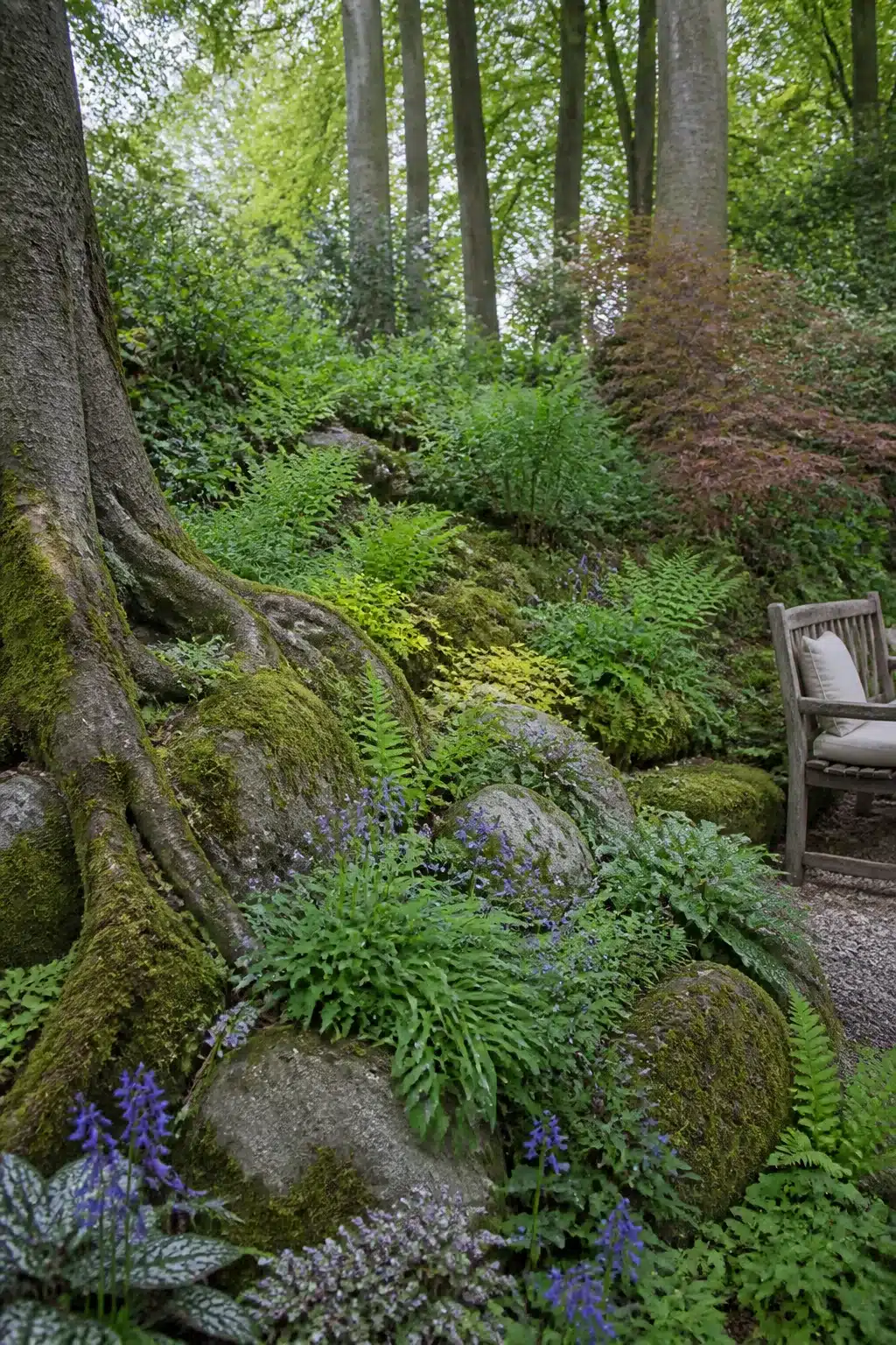 Gnarly beech tree roots and moss-covered boulders with blue salvia in a woodland rockery garden setting.