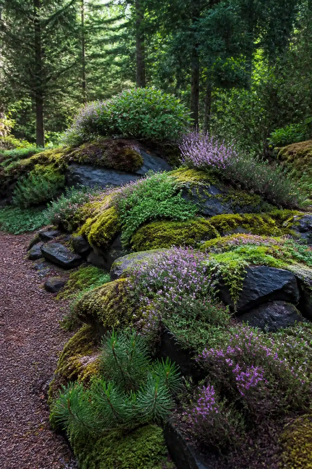 Dark shale rocks with purple heather and moss in a woodland rockery garden surrounded by conifers