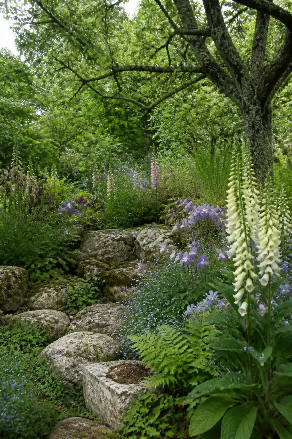 Foxglove and limestone rock path in a cottage-style woodland rockery garden with ferns and blue geraniums
