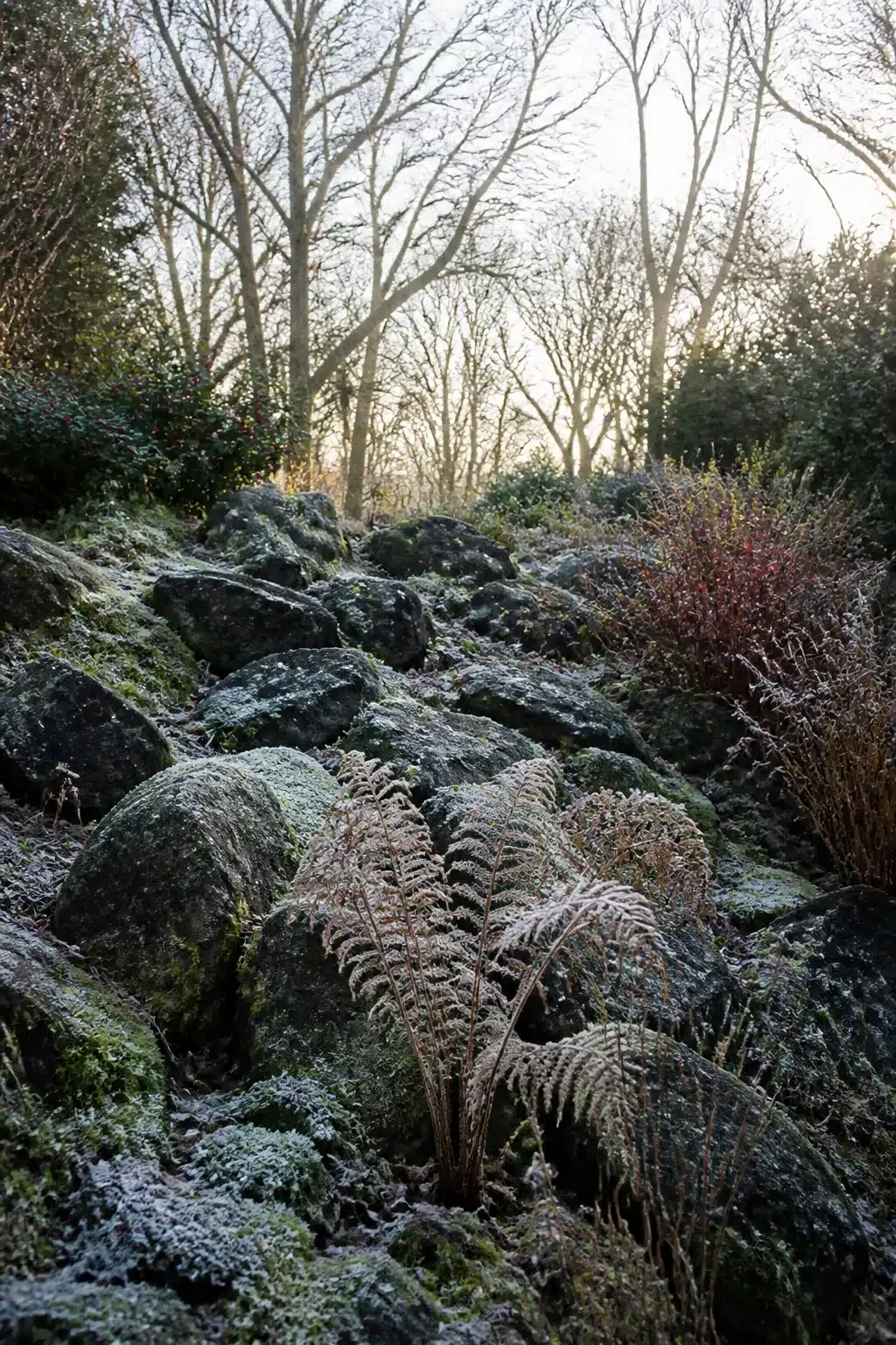 Frost-covered ferns and moss-draped rocks in a winter woodland rockery garden at dawn