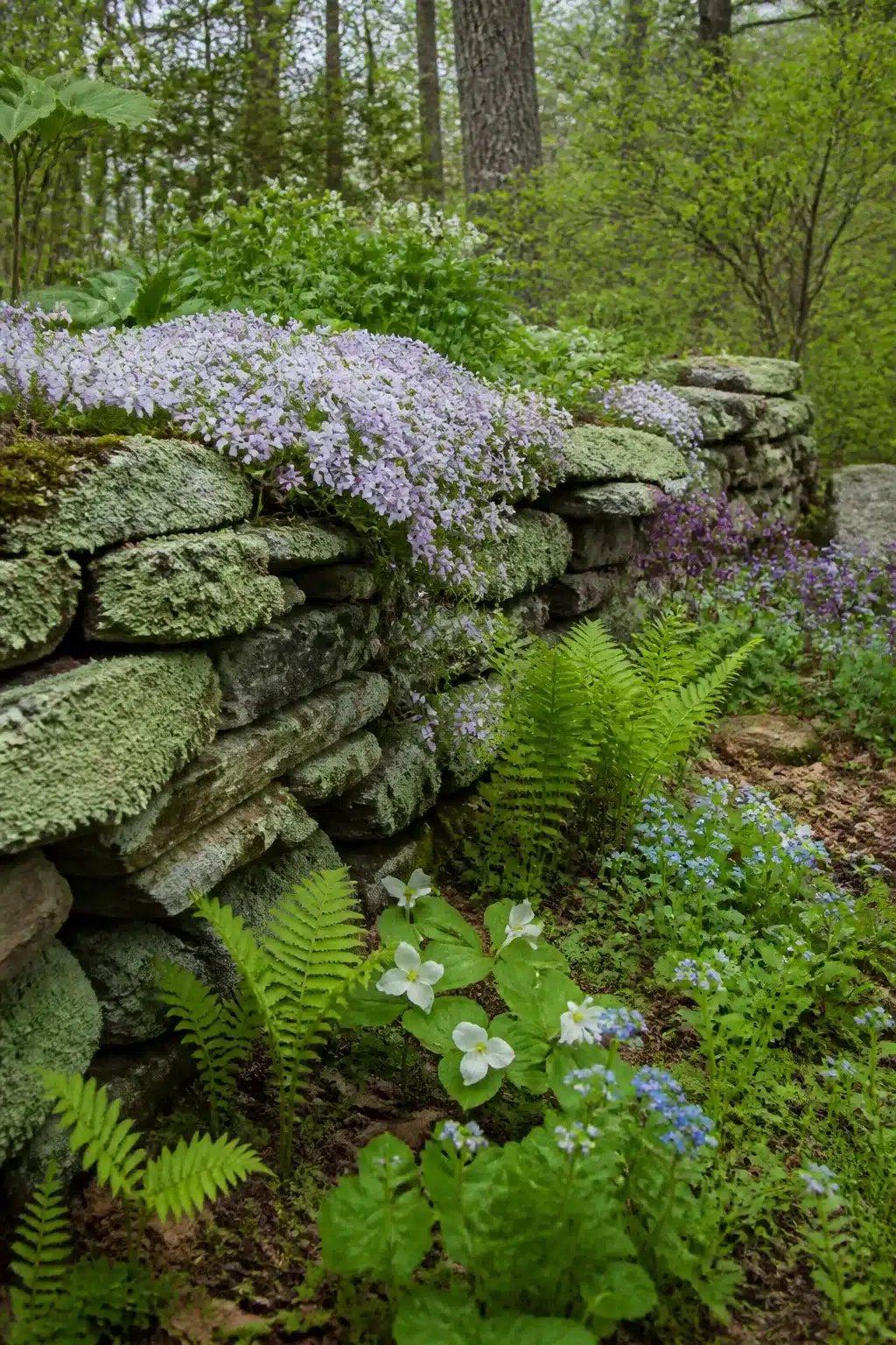 Lichen-covered dry stone wall with creeping phlox and ferns in a woodland rockery garden in spring.