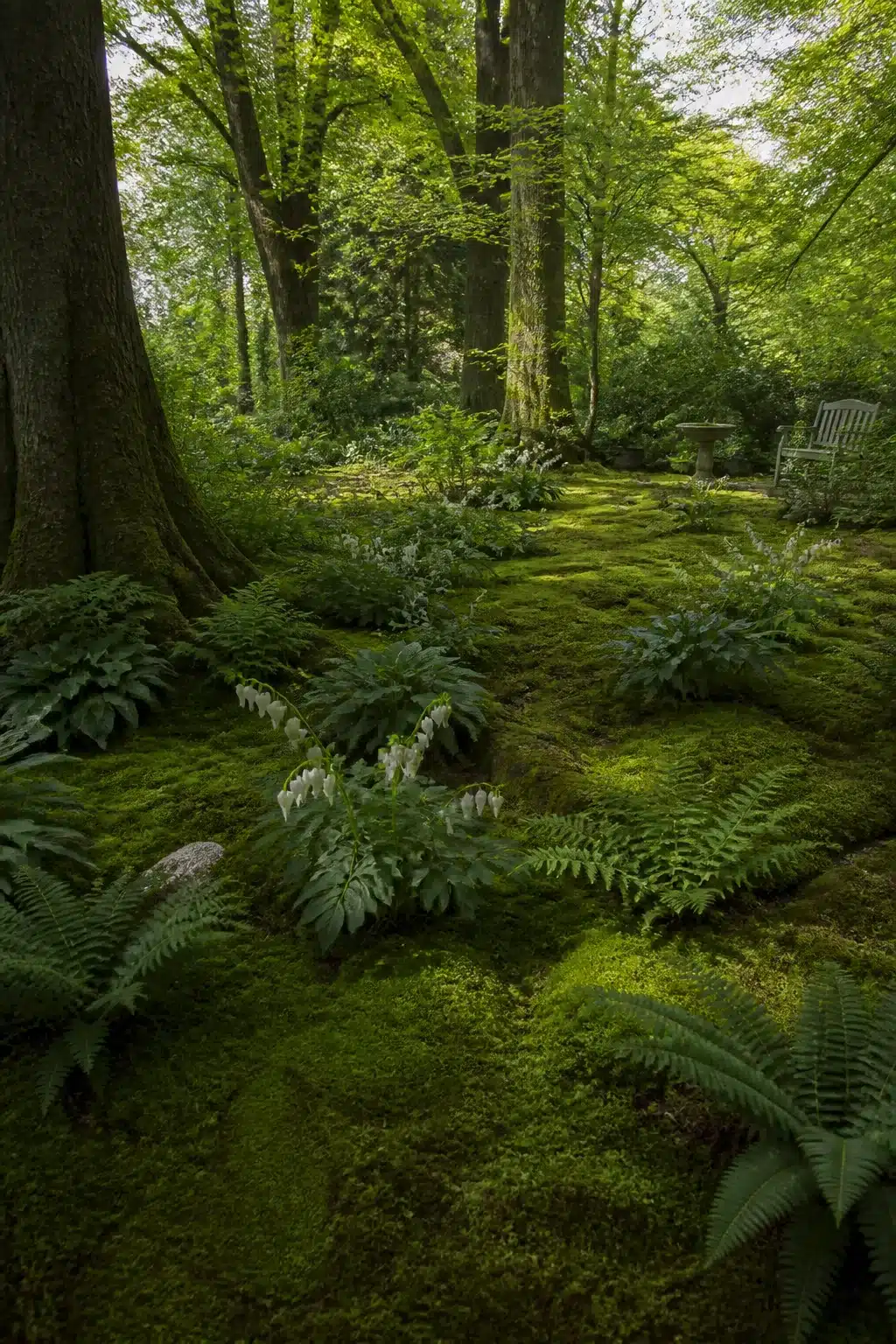 Moss carpet woodland shade garden with ferns and white bleeding heart under tall tree canopy