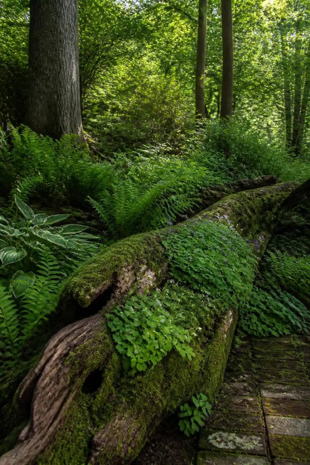 Moss-covered fallen log with maidenhair fern in a lush woodland shade garden under a dense green canopy.