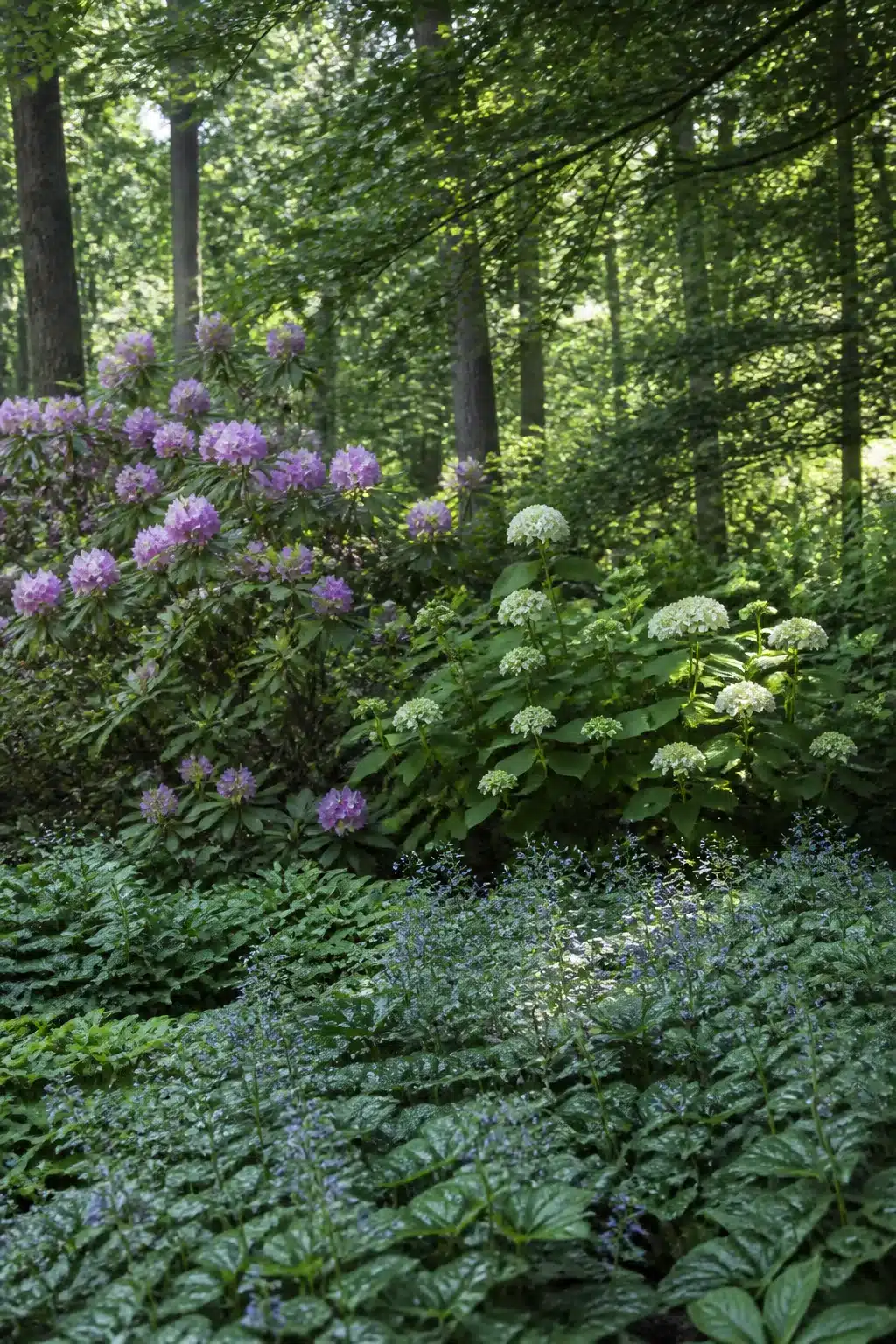 Layered rhododendron and white hydrangea shrubs under a tall tree canopy in a woodland shade garden.