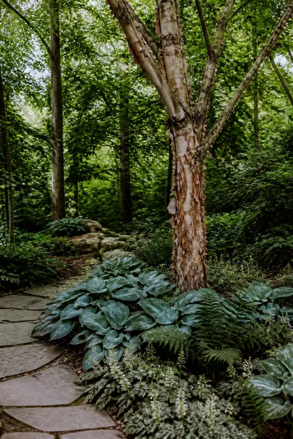 Peeling birch trunk ringed with blue-green hostas along a flagstone path in a woodland shade garden.