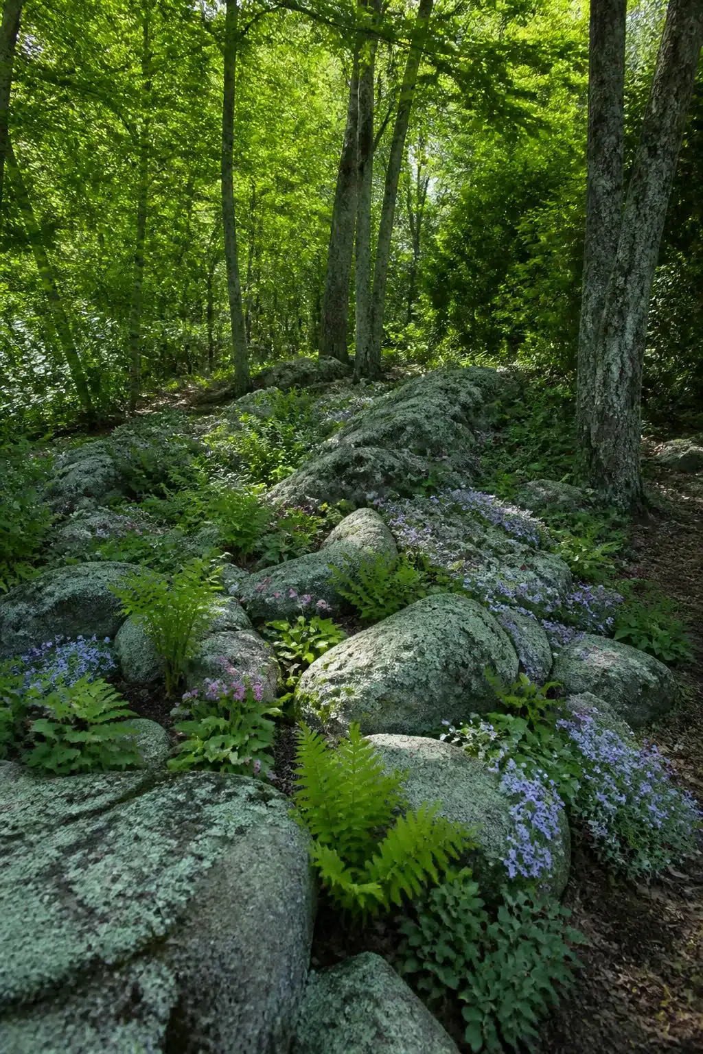 Lichen-covered boulders with blue phlox and ferns in a dappled woodland shade garden under tree canopy