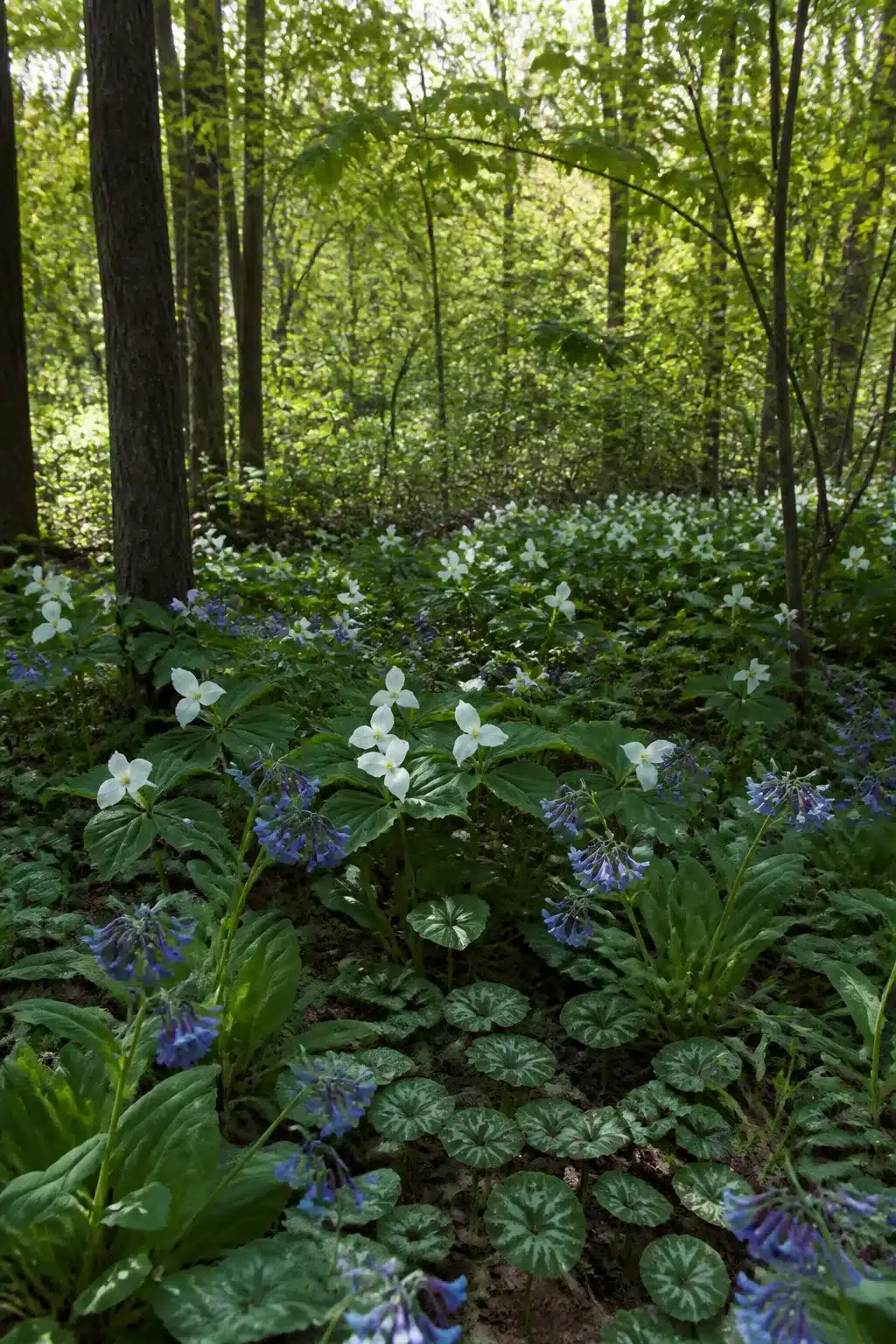 White trillium and Virginia bluebells blooming across a woodland shade garden floor beneath tall trees