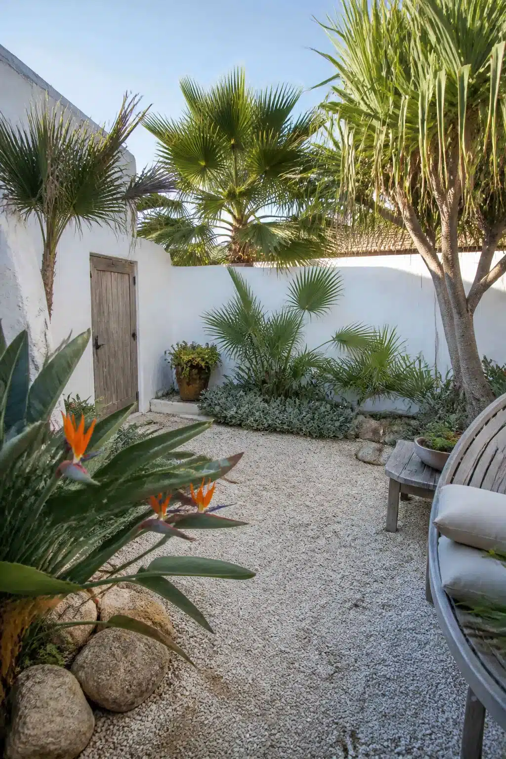 Walled coastal courtyard with fan palms, bird of paradise plants and pea gravel — Australian coastal garden idea