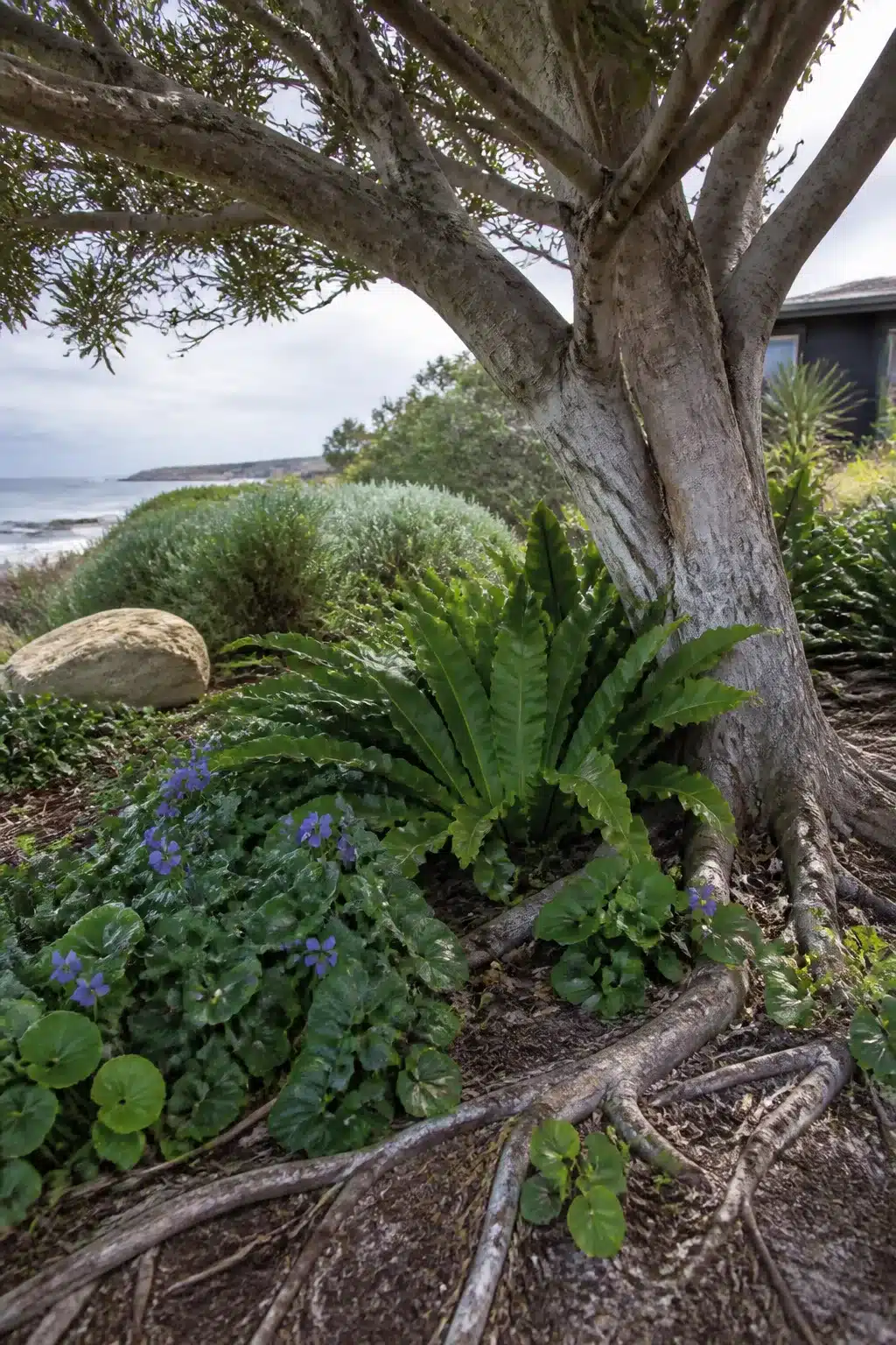 Ferns and native violets planted under an Angophora tree in an Australian coastal garden with ocean views