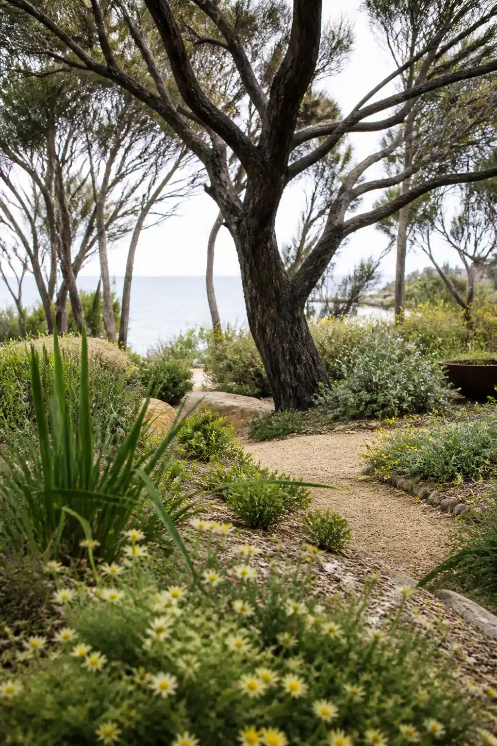 Moonah trees and gravel path in an Australian coastal garden with native shrubs and ocean view beyond.