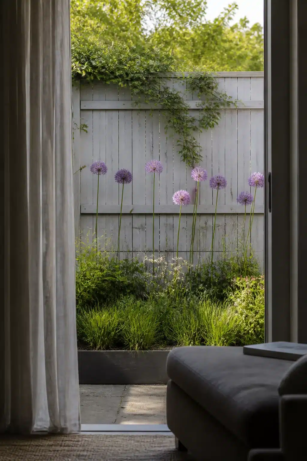 Backyard fence landscaping idea with purple allium globes against a gray painted wood fence and grass border