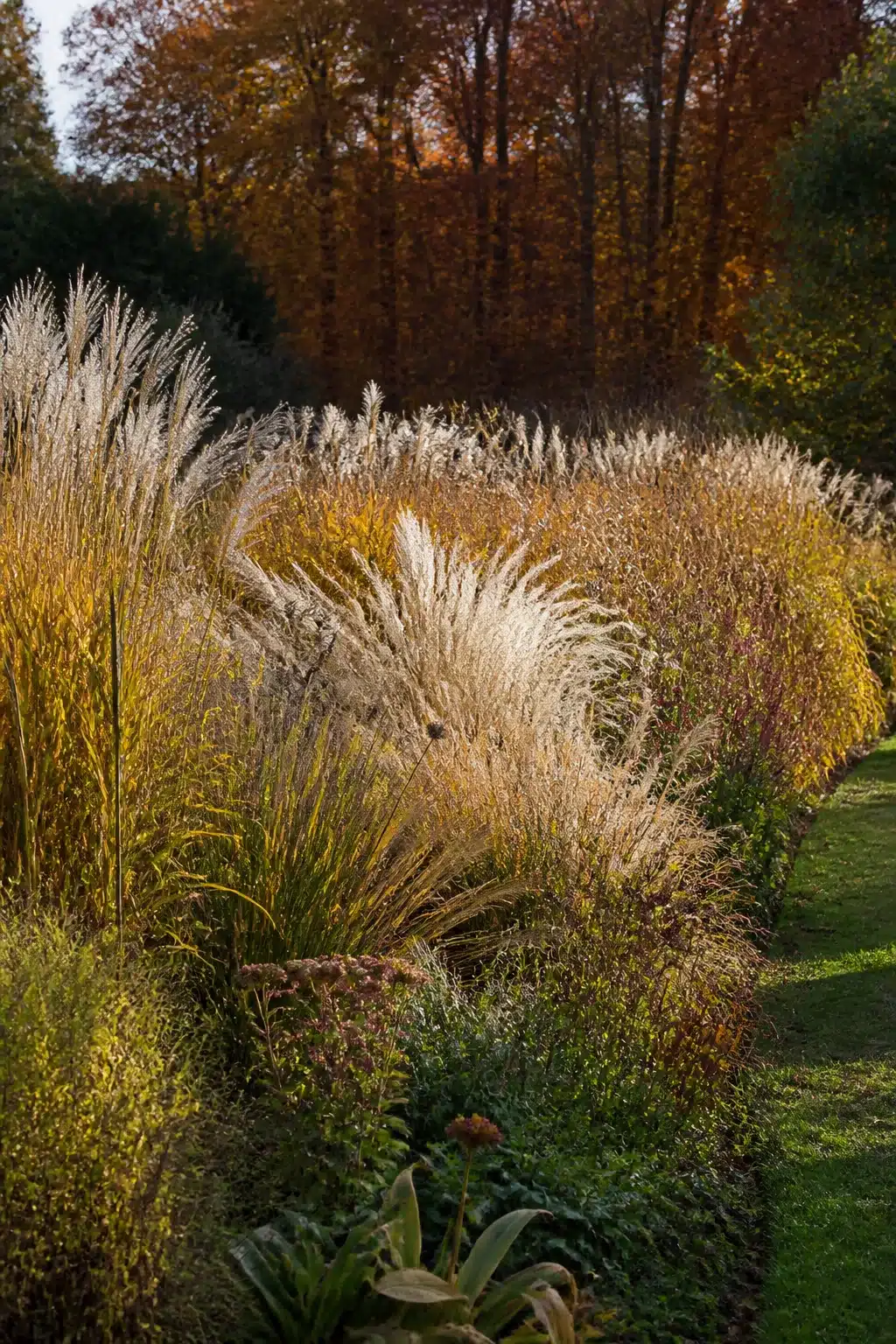Backlit ornamental grass border with autumn plumes and fall foliage — fall garden ideas for dramatic seasonal plantings
