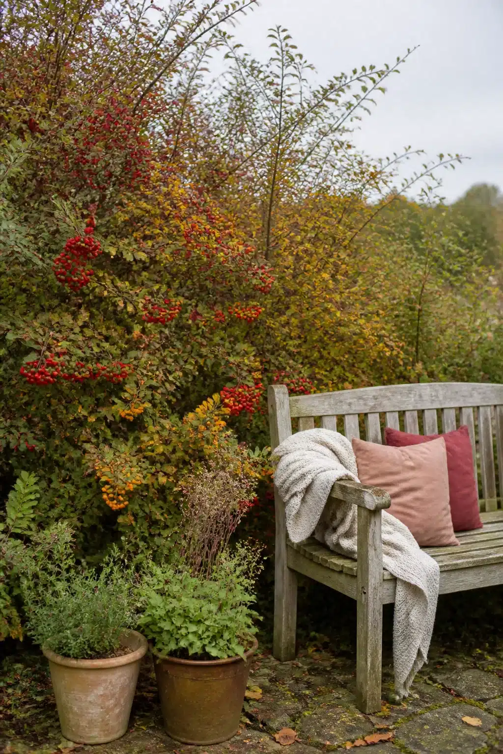 Red berry hedgerow with teak bench and cozy throw — fall garden ideas for seasonal color and seating