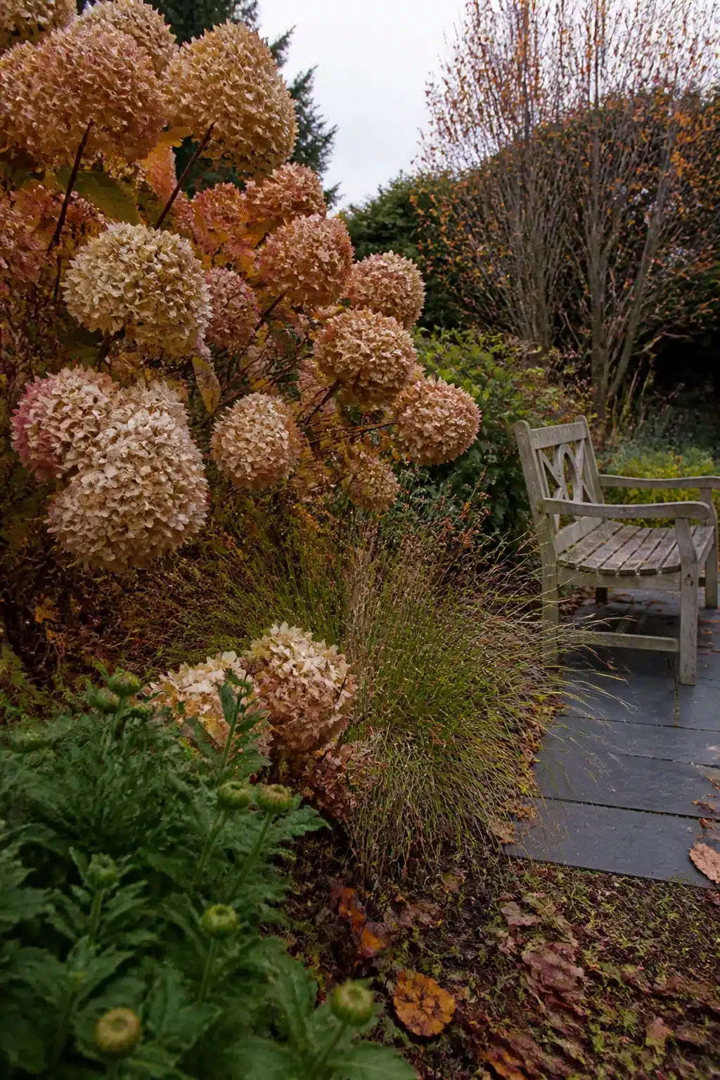Dried hydrangea blooms in fall tones above a slate patio — fall garden ideas for late-season structure