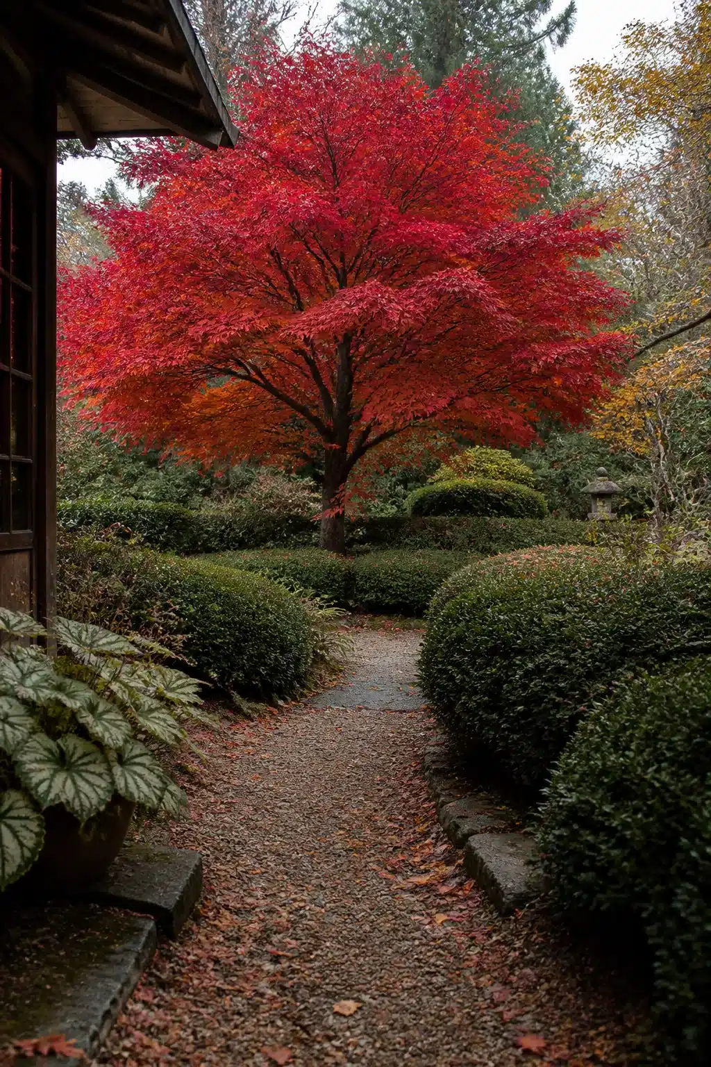 Crimson Japanese maple over a gravel garden path — fall garden ideas with bold autumn foliage and clipped hedges