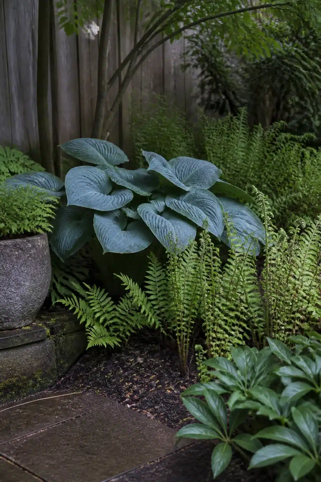 Blue hosta and layered fern border in a shaded north facing garden — north facing garden ideas for shade planting