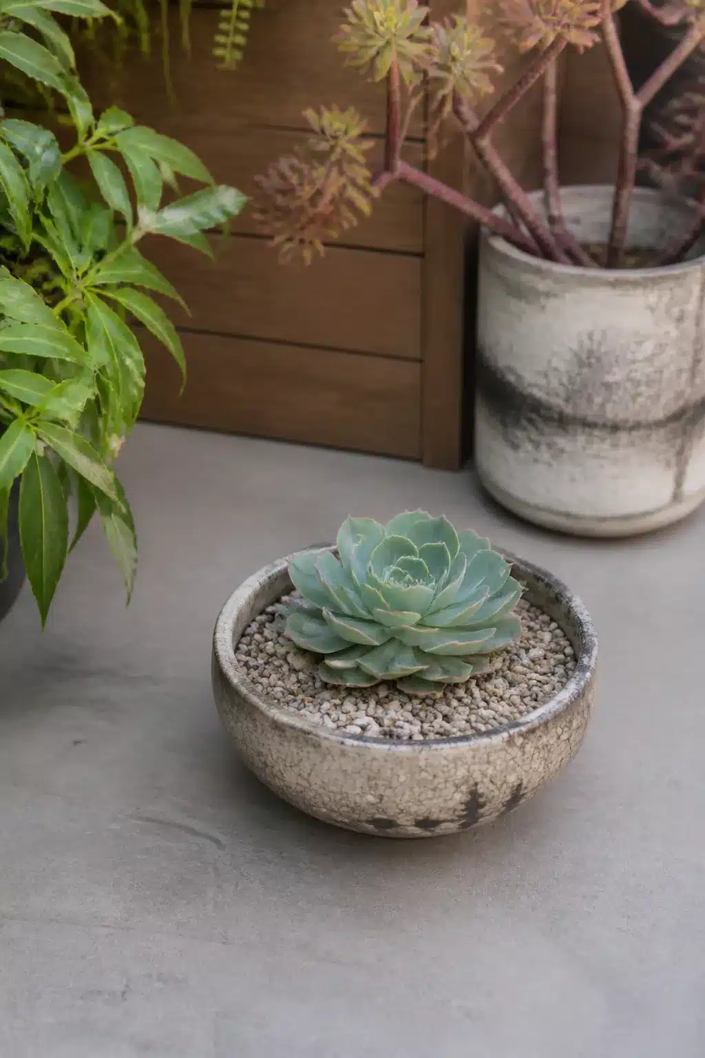 Outdoor succulent garden pot — crackle-glaze raku bowl with echeveria and pea gravel on a concrete patio