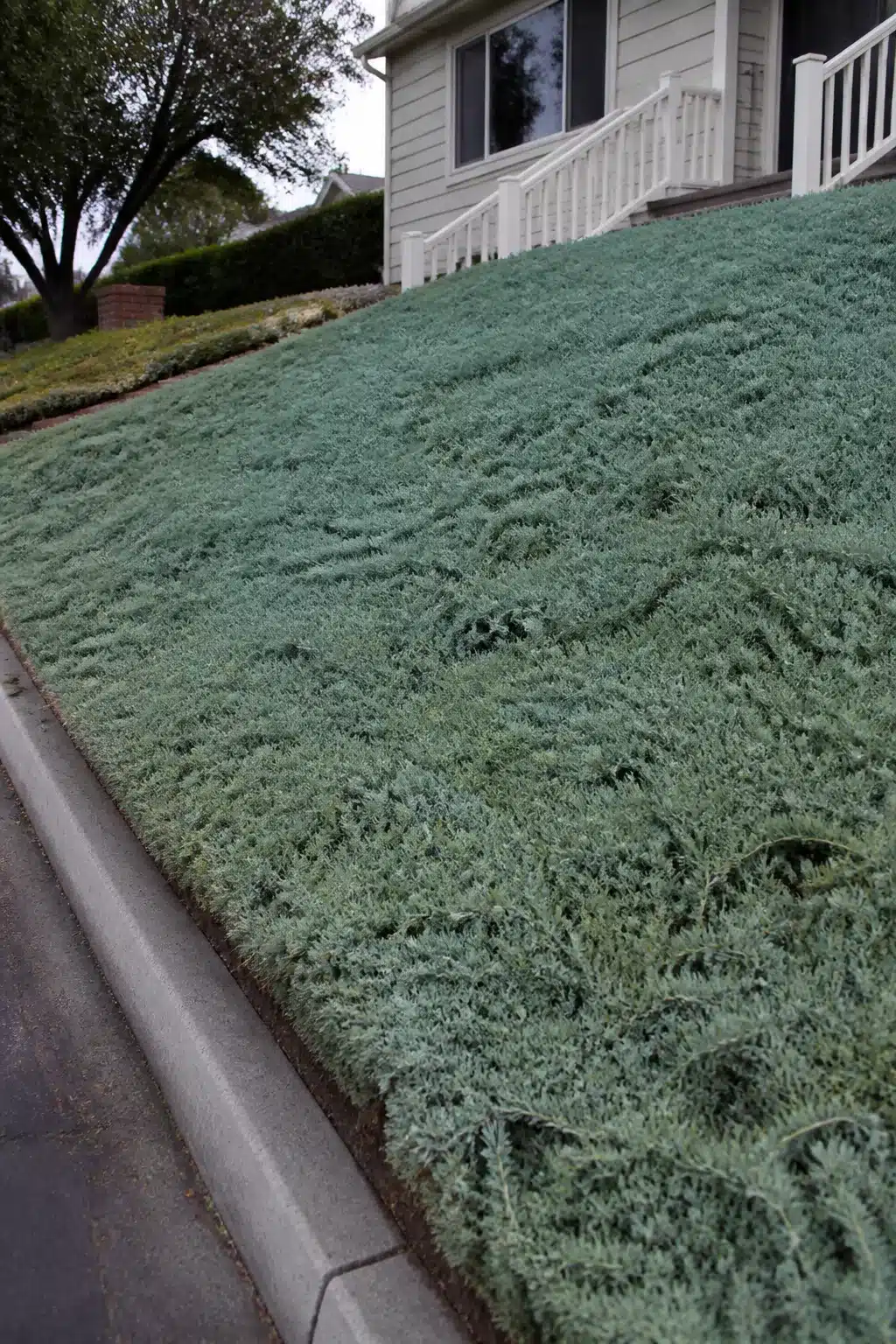 Sloped front yard landscaping idea with blue-gray spreading juniper groundcover covering a steep street-facing grade.