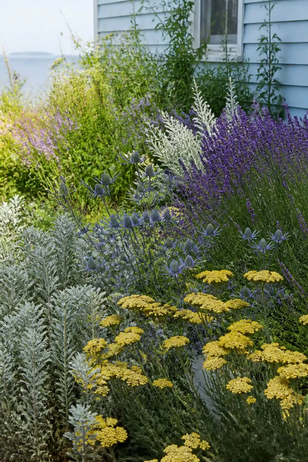 Small cottage garden with yellow achillea, blue sea holly, and silver artemisia in an informal coastal planting.