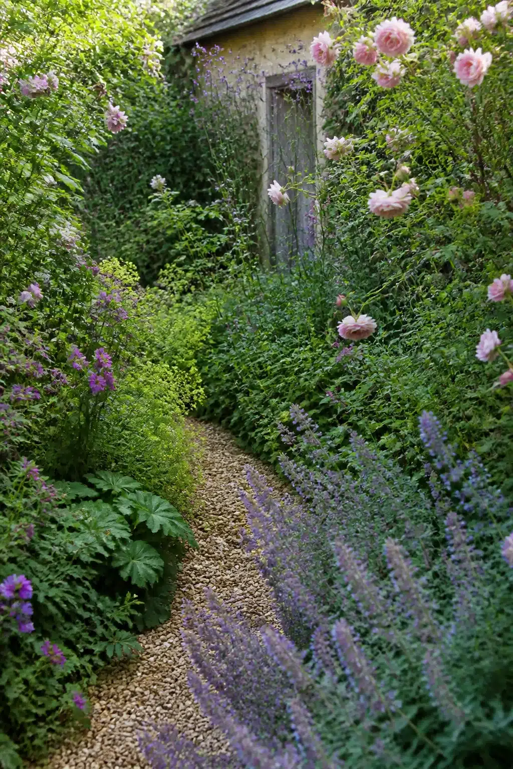 Gravel path through dense catmint and roses in a small cottage garden with informal planting