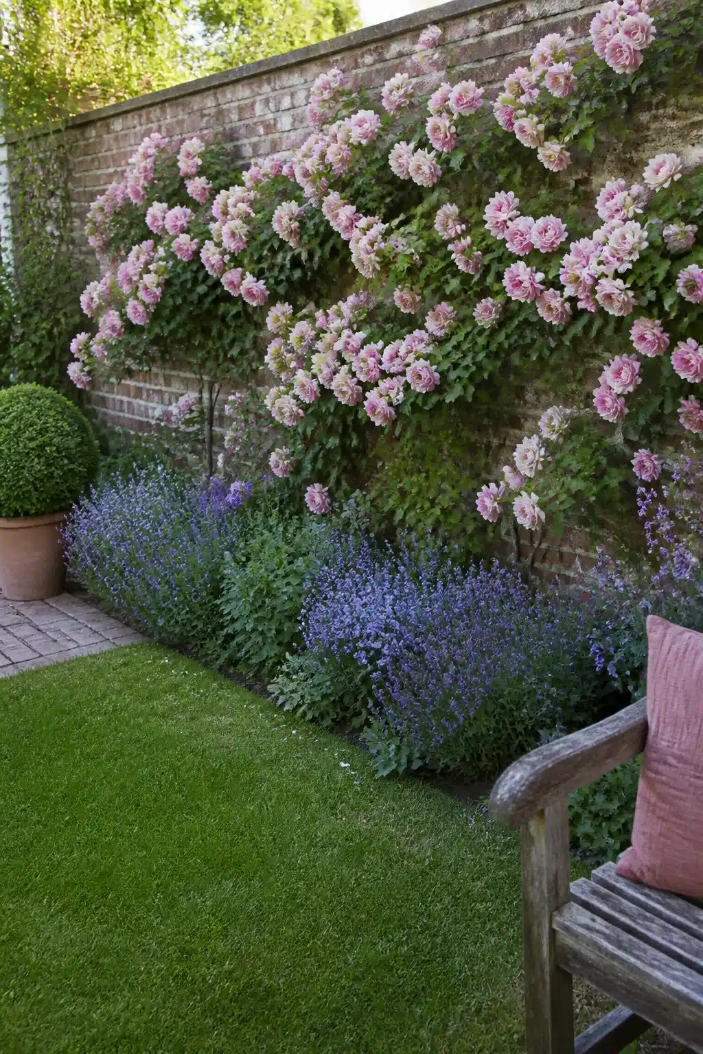 Pink climbing roses trained on a brick wall with catmint border in a small English garden