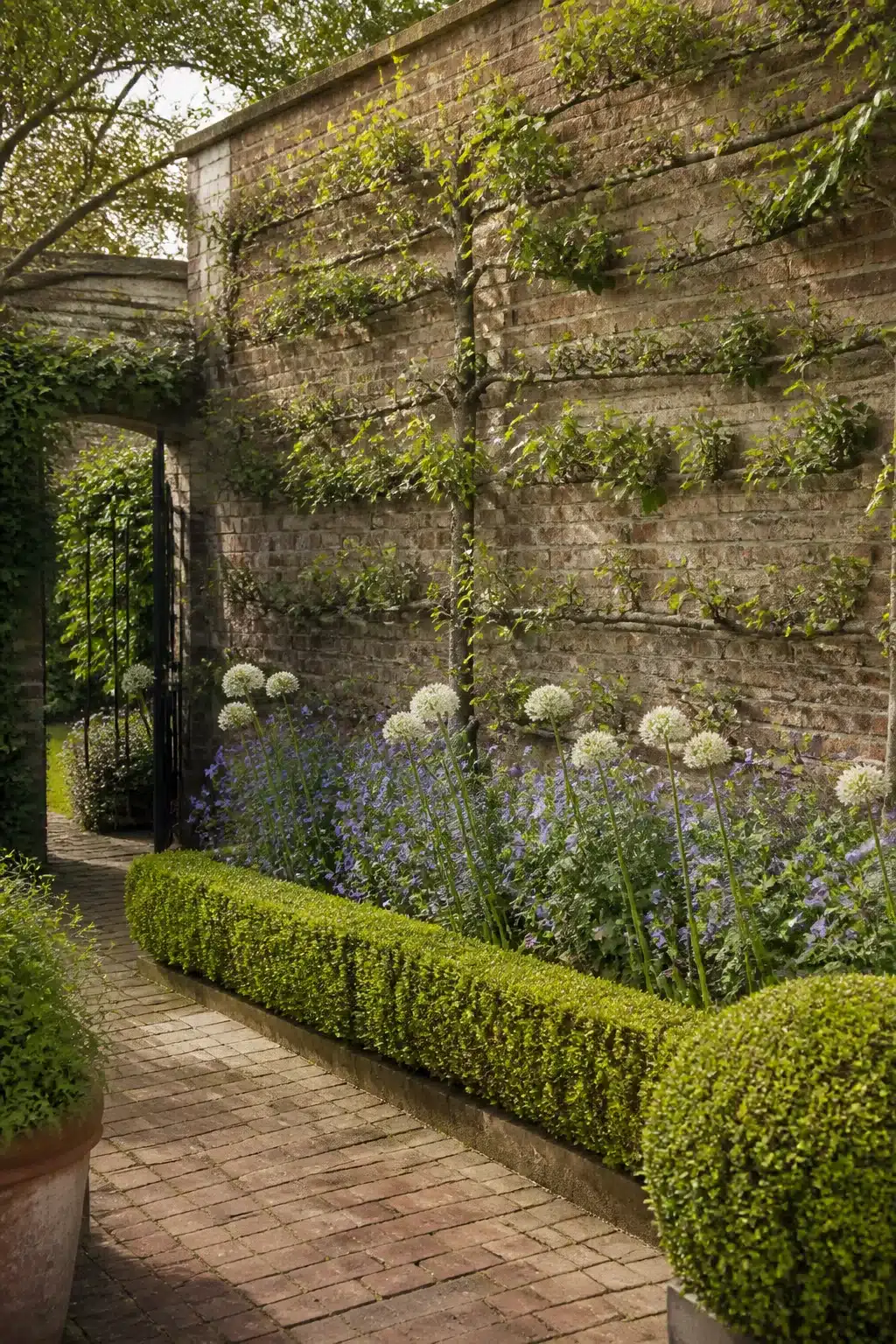 Espaliered tree on aged brick wall with alliums and campanula in a small English garden