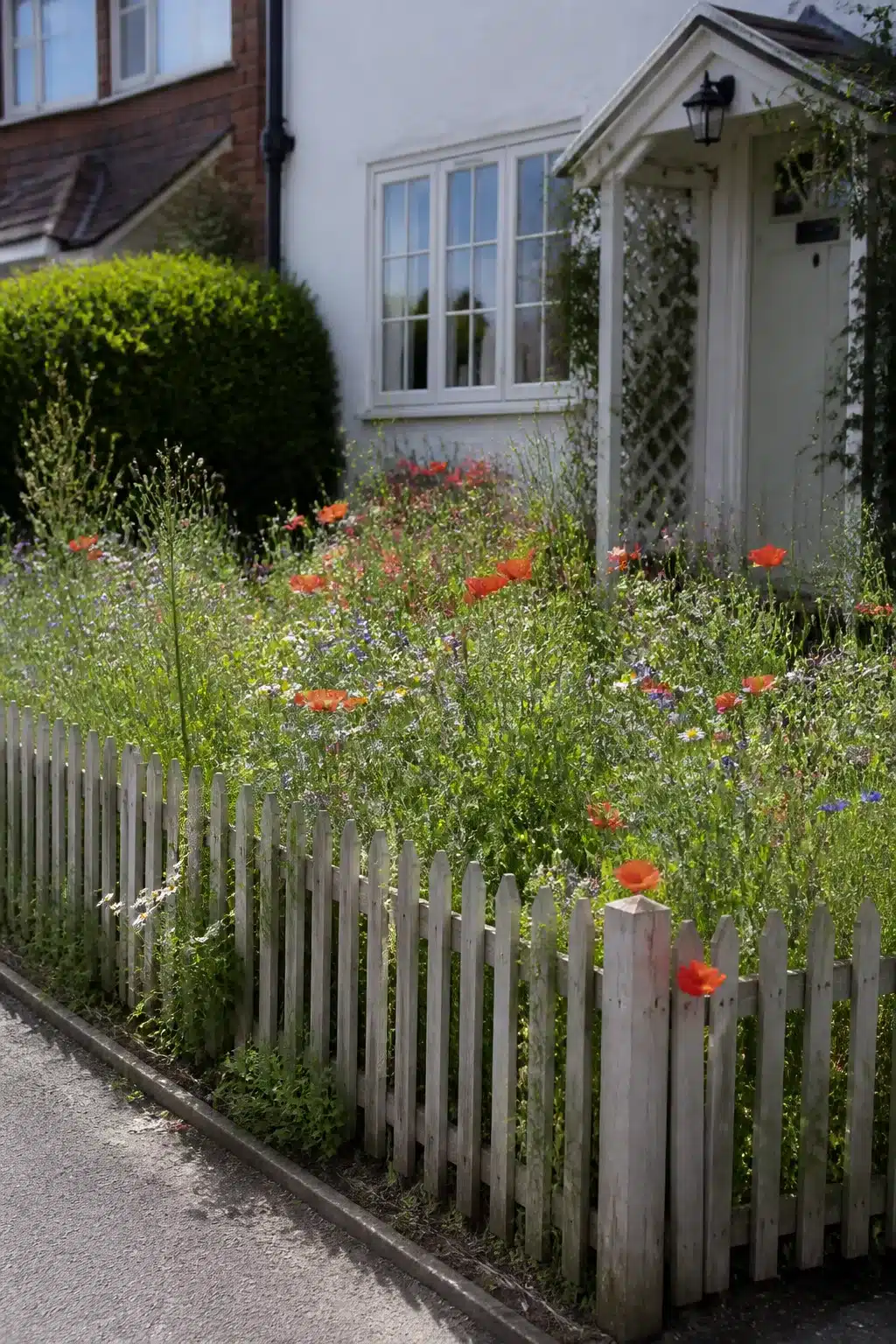 Wildlife front garden with red poppies and wildflowers behind a white picket fence at a cottage entrance.