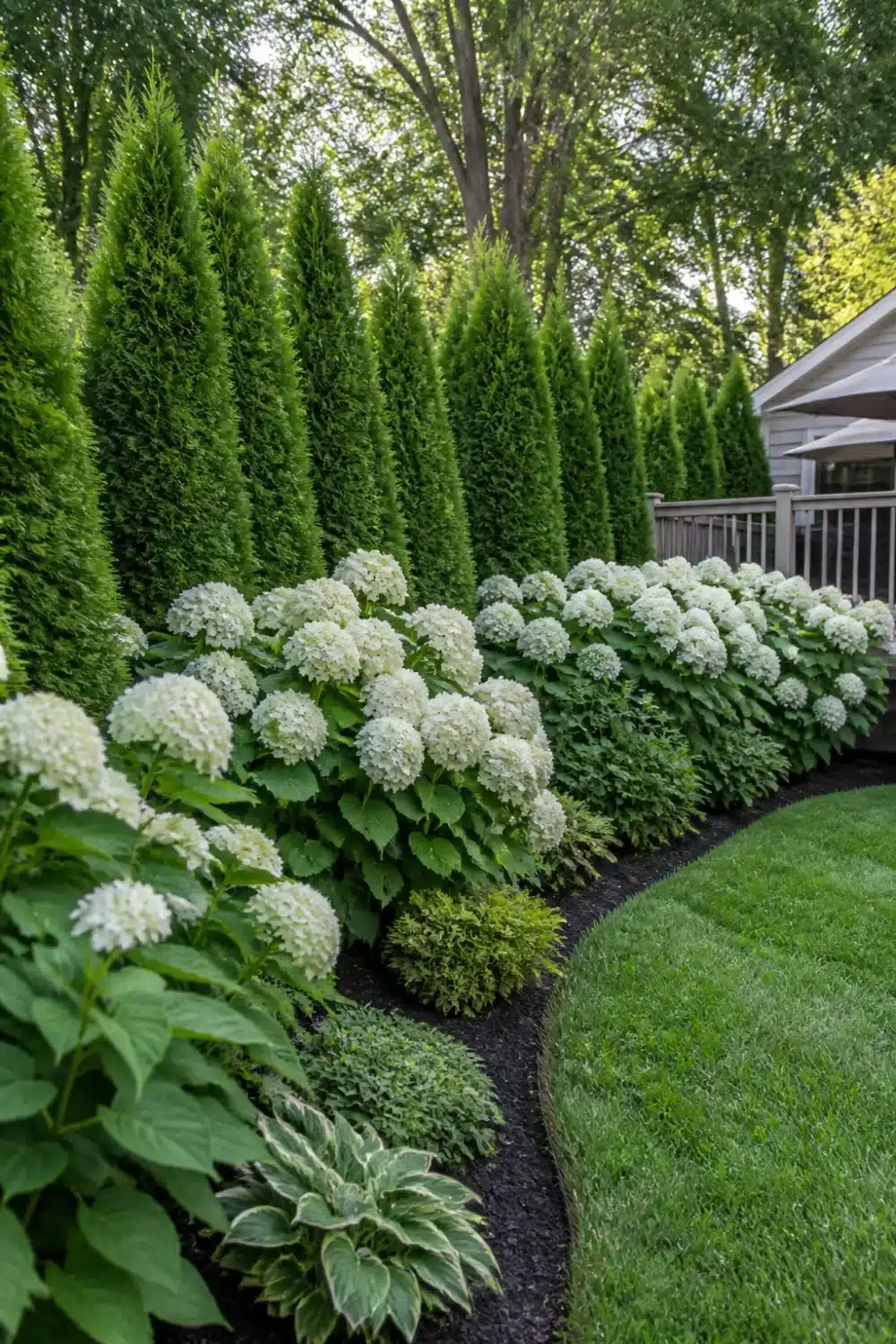 Arborvitae and hydrangea landscaping with white blooms, black mulch bed, and curved lawn edge in a backyard.