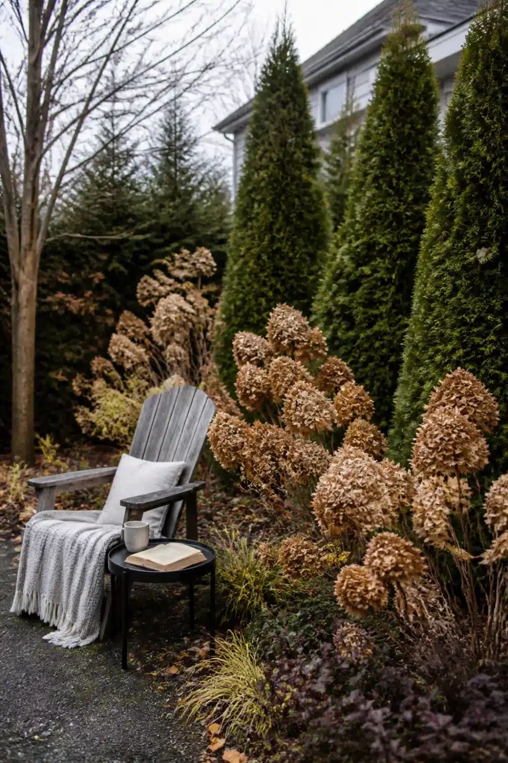 Arborvitae and hydrangea landscaping with dried winter blooms beside a gray Adirondack chair and side table.