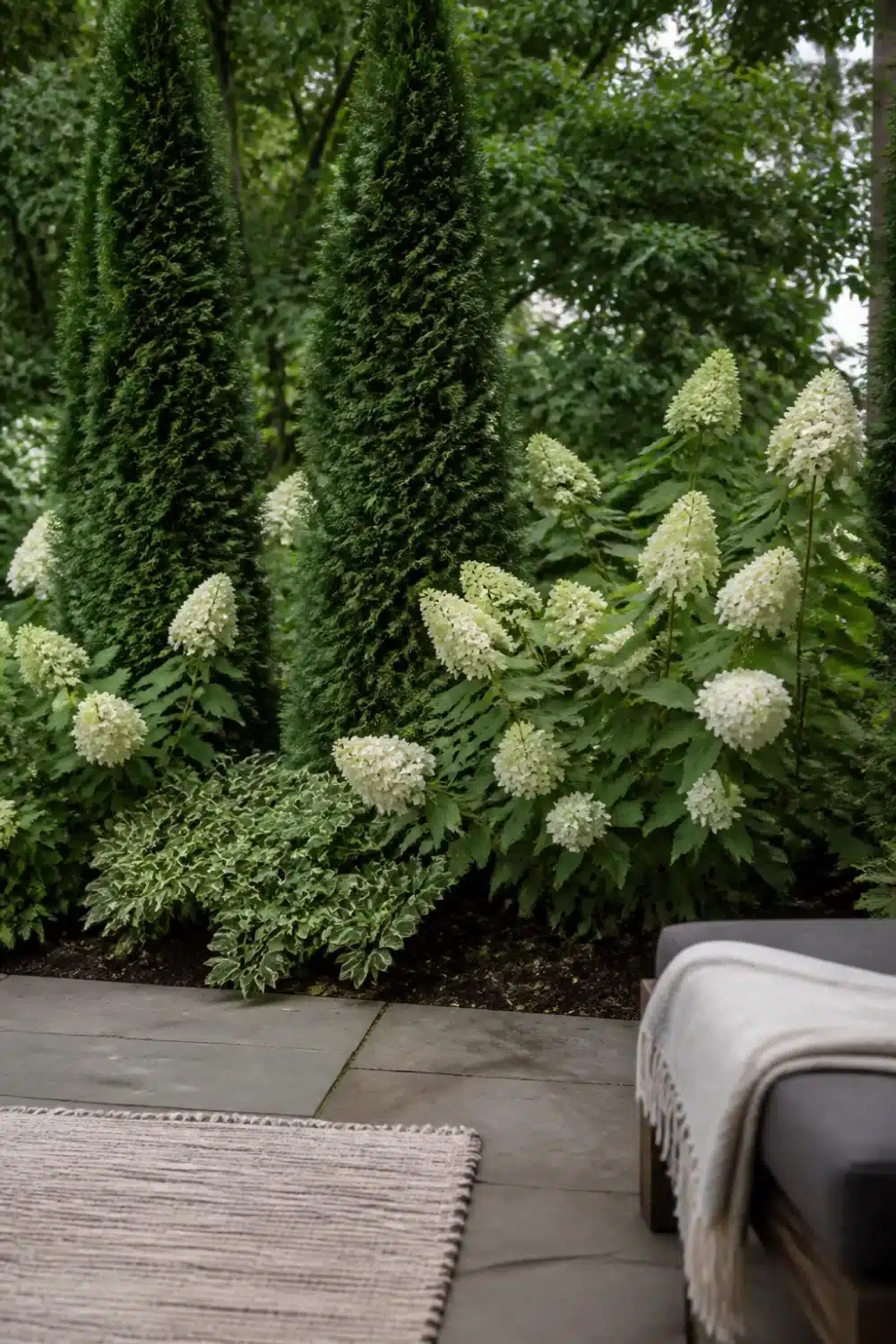 Arborvitae and hydrangea landscaping with white panicle blooms beside columnar evergreens and gray stone pavers.