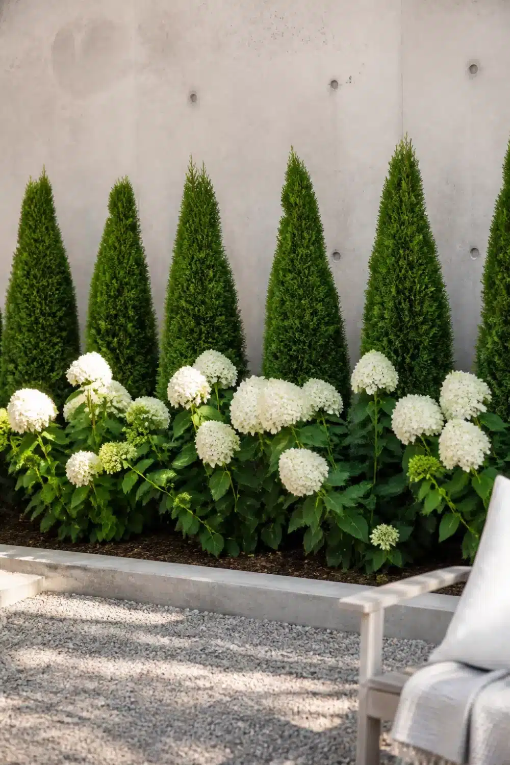 Arborvitae and hydrangea landscaping in a modern raised strip bed with gravel and concrete wall backdrop.