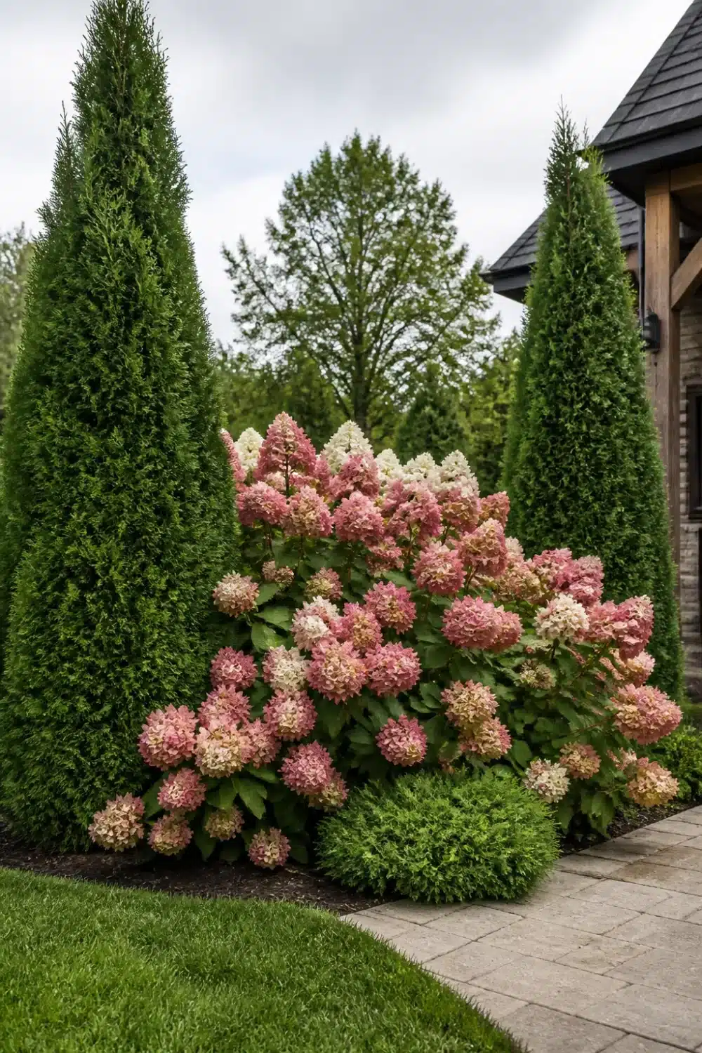 Arborvitae and hydrangea landscaping with pink panicle blooms anchoring a garden corner beside a stone path.