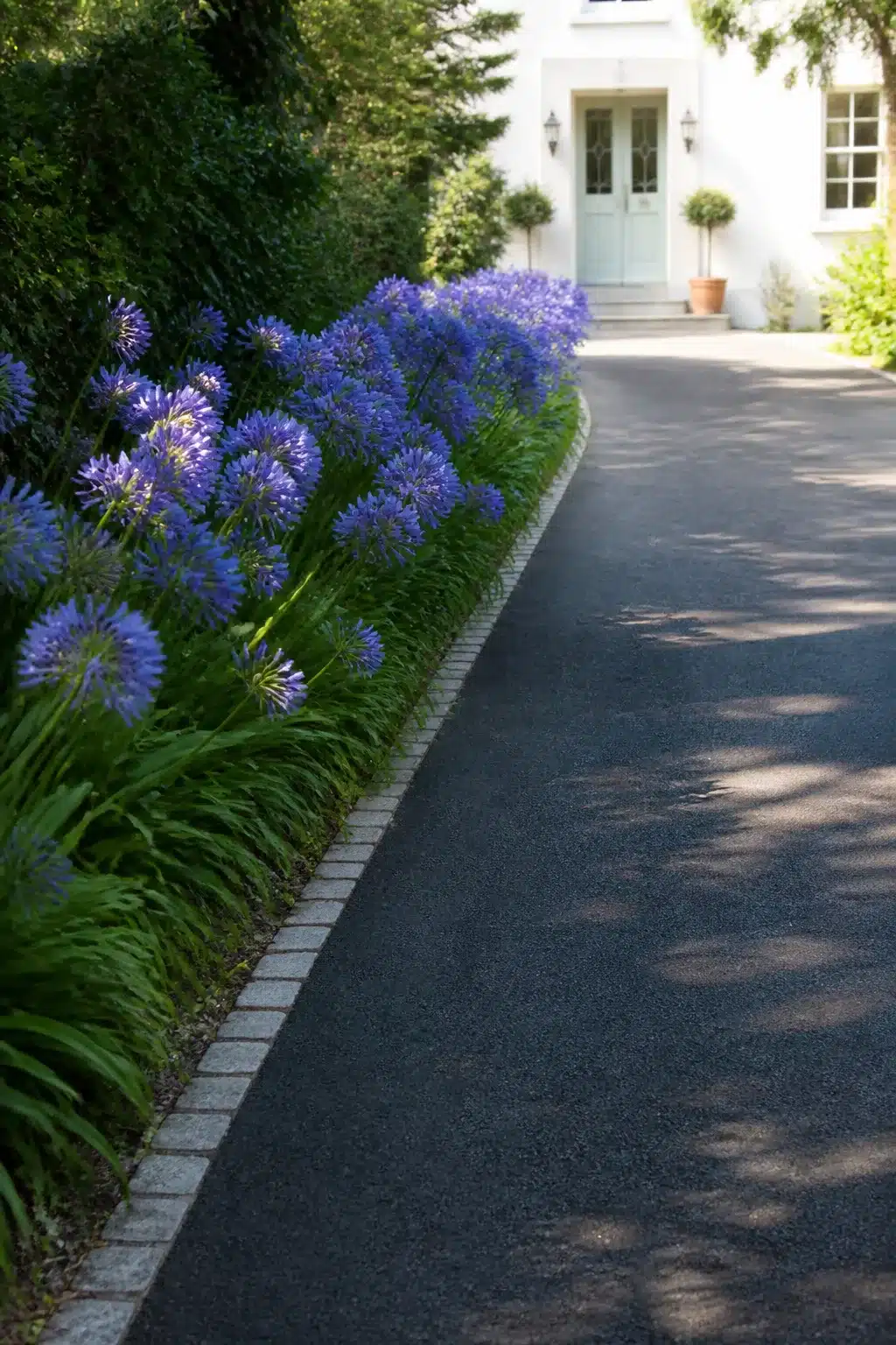 Blue agapanthus driveway border with cobblestone edging and asphalt drive — driveway border ideas