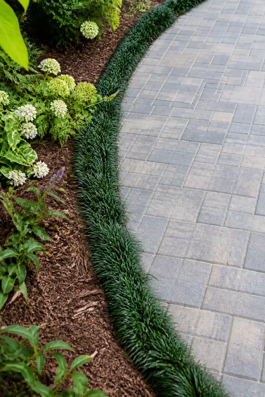 Dwarf mondo grass curved driveway border ideas with gray brick pavers and white hydrangeas — clean low-maintenance edging
