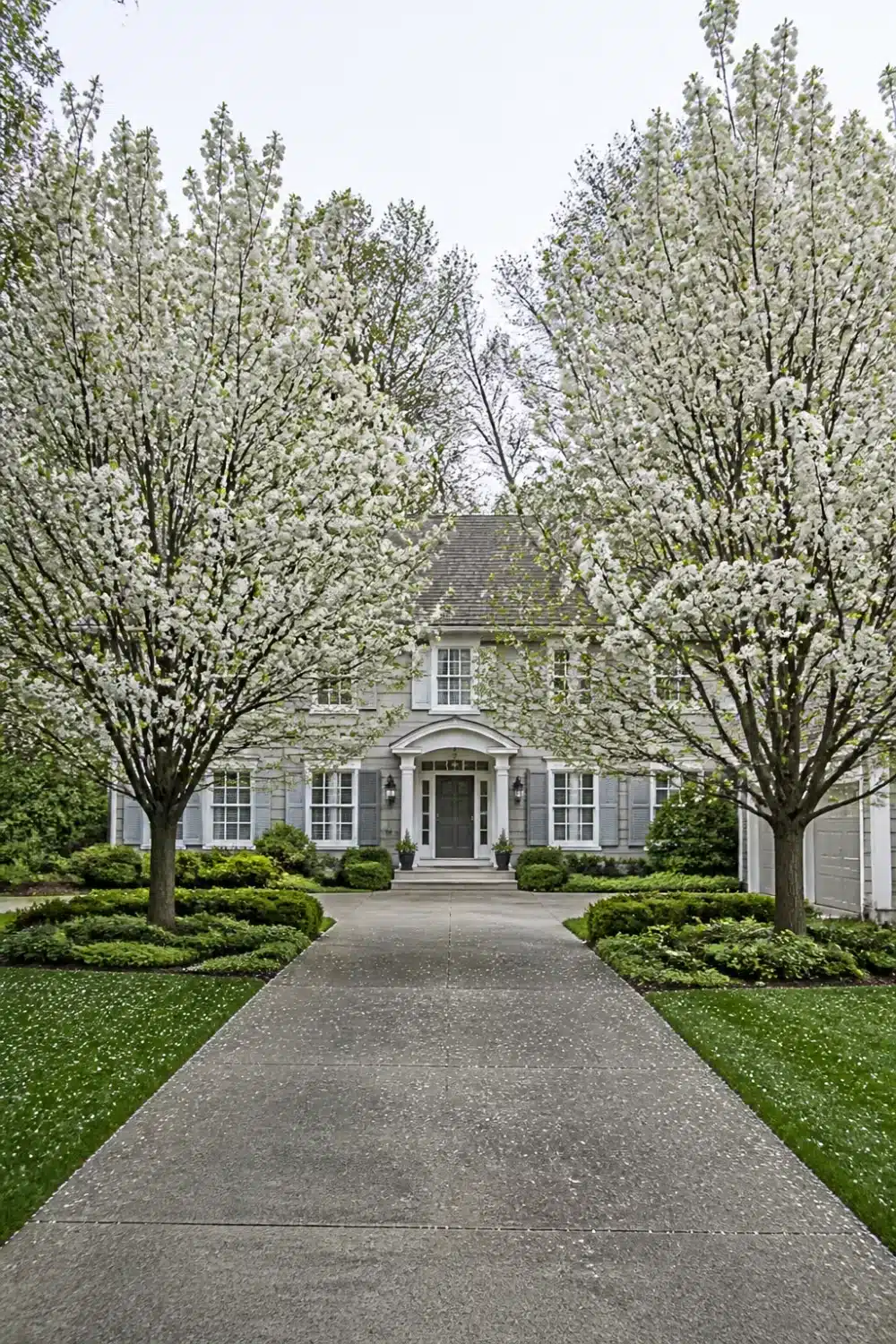 Symmetrical front yard tree landscaping with paired white flowering pear trees flanking a straight driveway to a stone home.