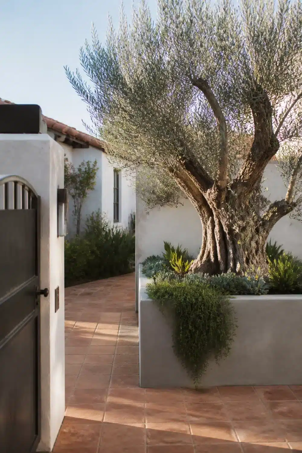 Front yard tree landscaping with a multi-trunk olive tree in a raised concrete planter and terracotta tile courtyard.