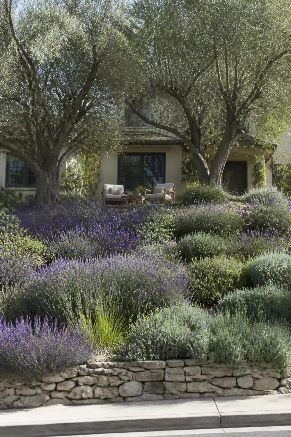 Front yard tree landscaping with mature olive trees and purple lavender slope planting behind a dry-stacked stone wall.