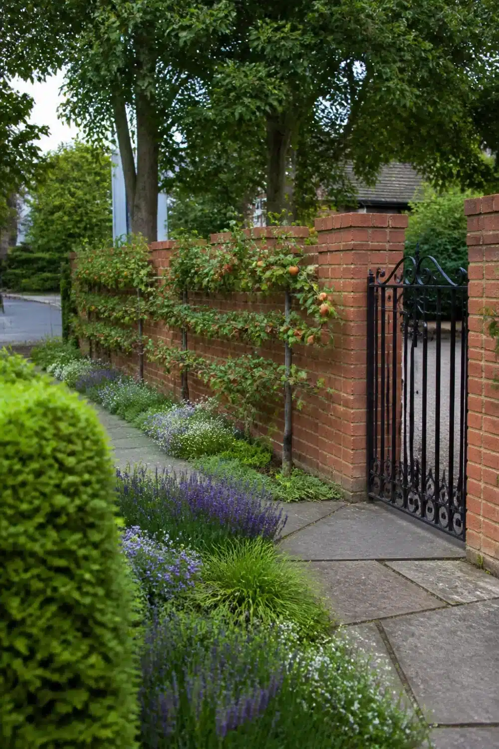Front yard tree landscaping with espalier apple tree trained against a red brick wall with lavender border.