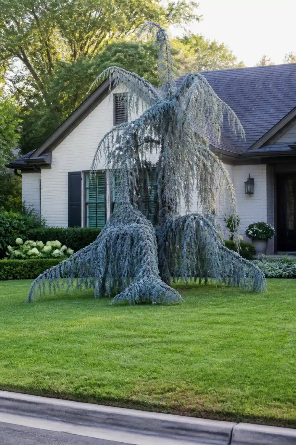 Weeping Blue Atlas Cedar front yard tree landscaping with cascading silver-blue branches on a green lawn