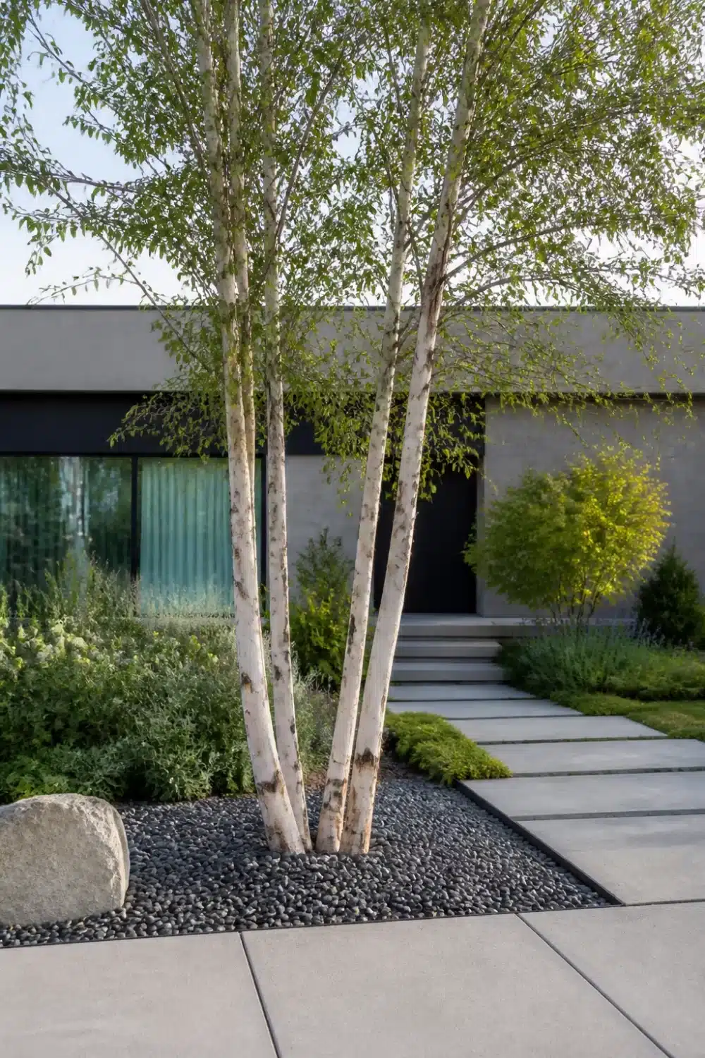 Front yard tree landscaping with multi-stem birch trees, black gravel bed, and concrete pavers at modern home entry