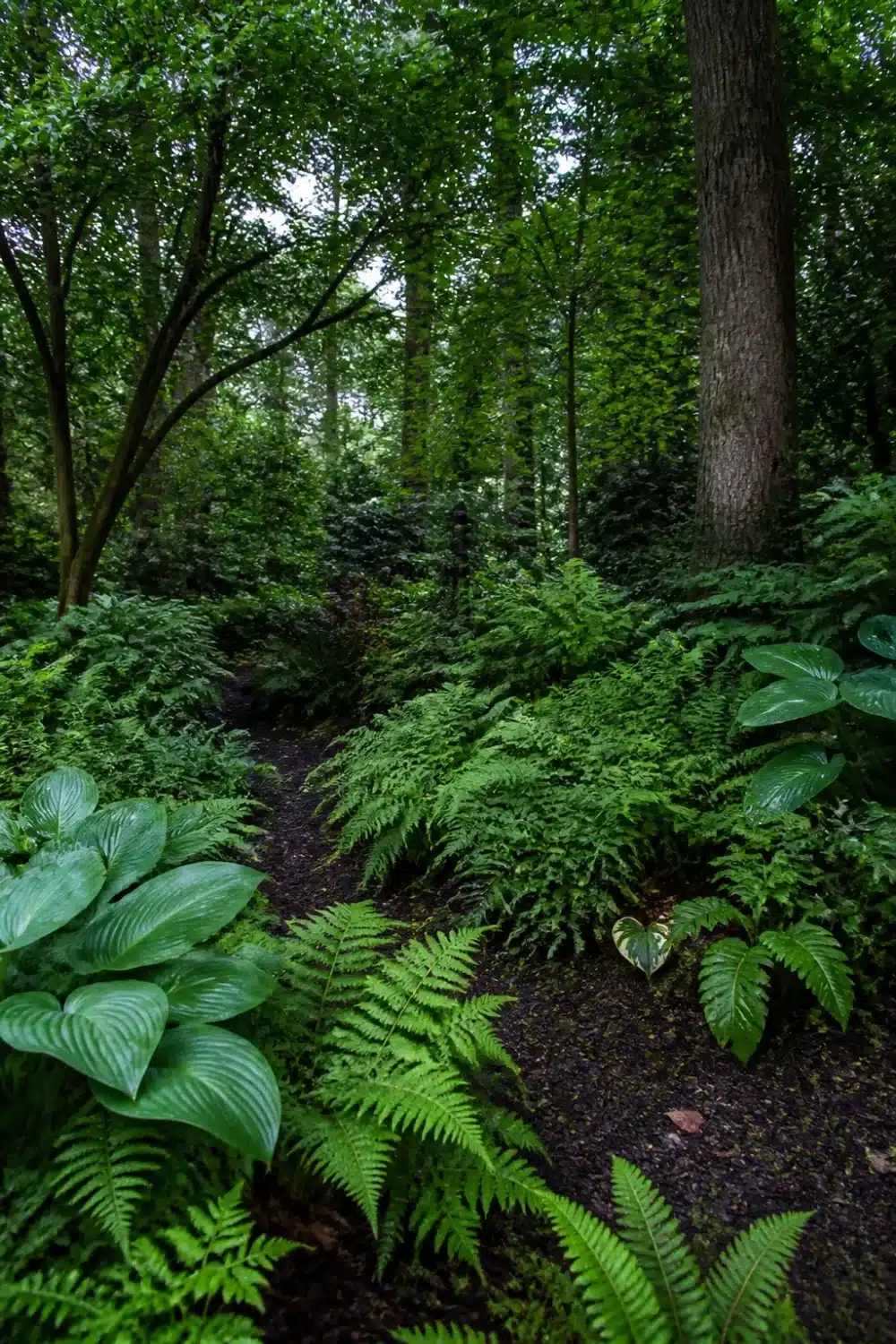Layered ferns and hostas on dark mulch in a full shade garden beneath tall mature trees