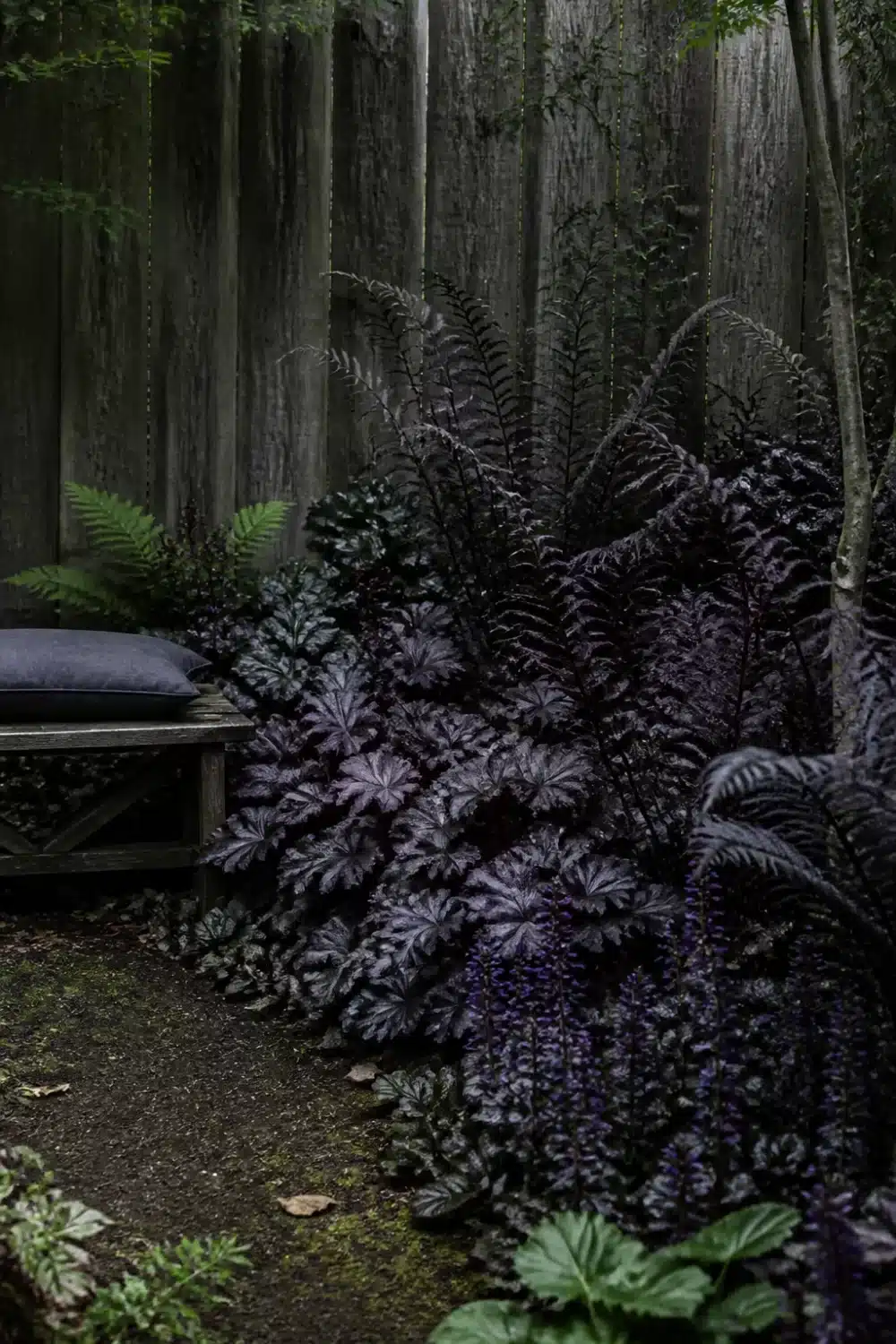 Full shade garden with deep purple Ligularia, Ajuga, and Japanese painted ferns against a weathered wood fence